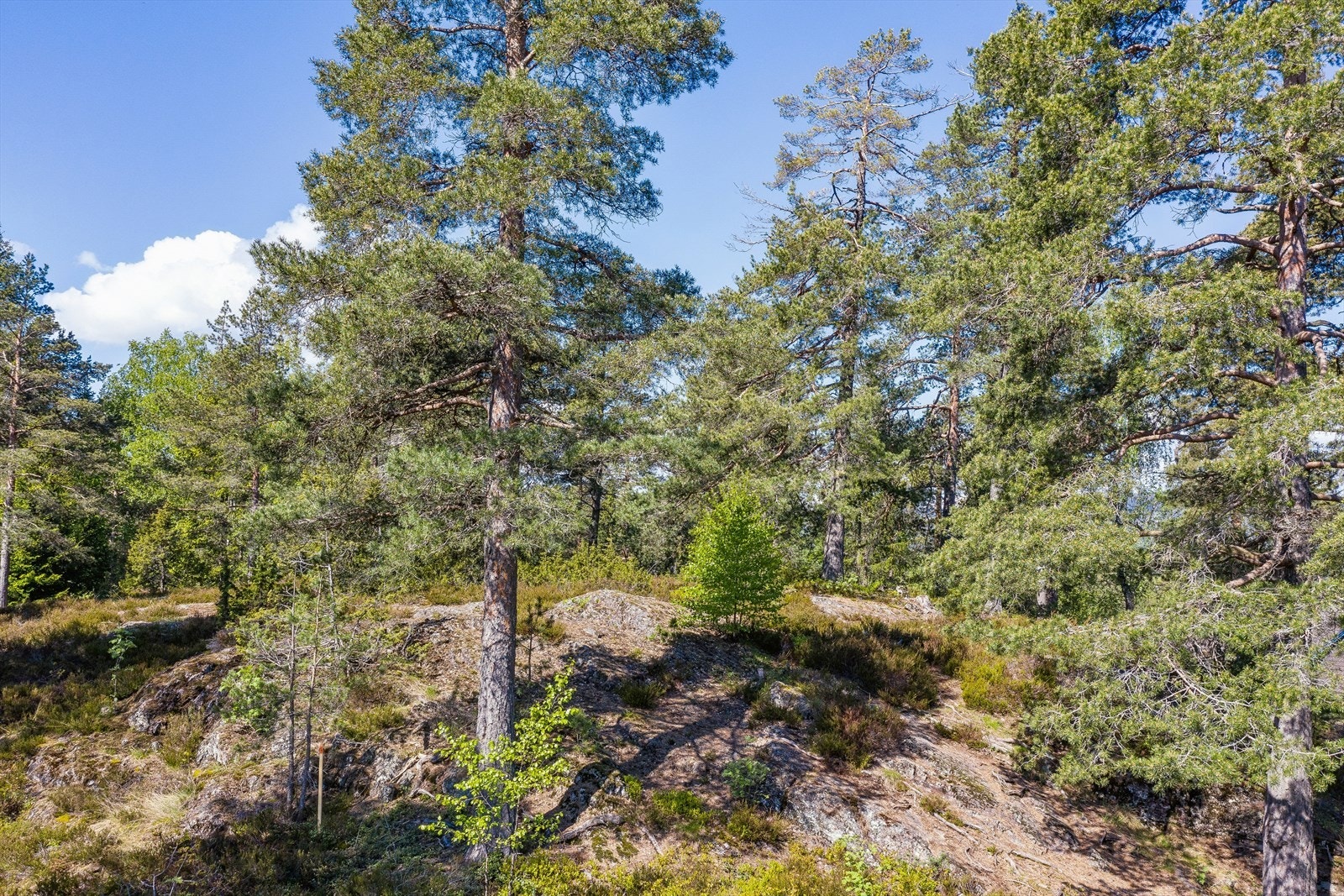 Nydelig spredt furuskog bak huset. Galleribilde