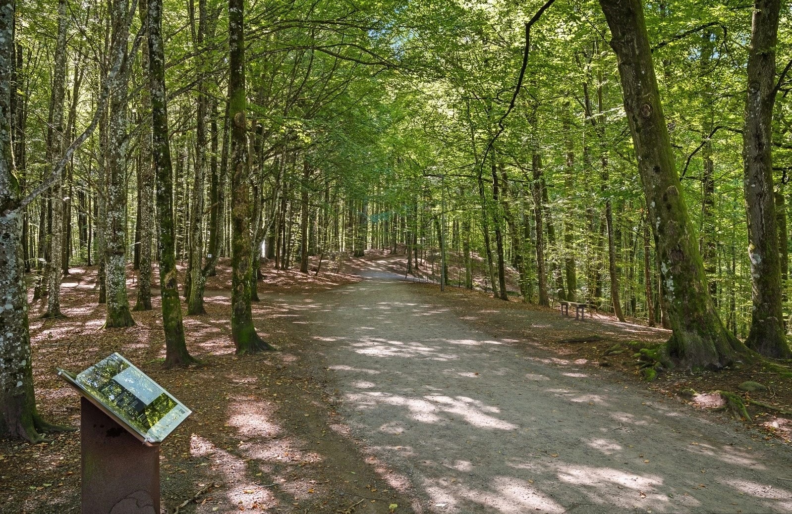 Bøkeskogen, Norges første offentlige vernede naturområde, ligger i gangavstand og byr på flotte turmuligheter. Galleribilde