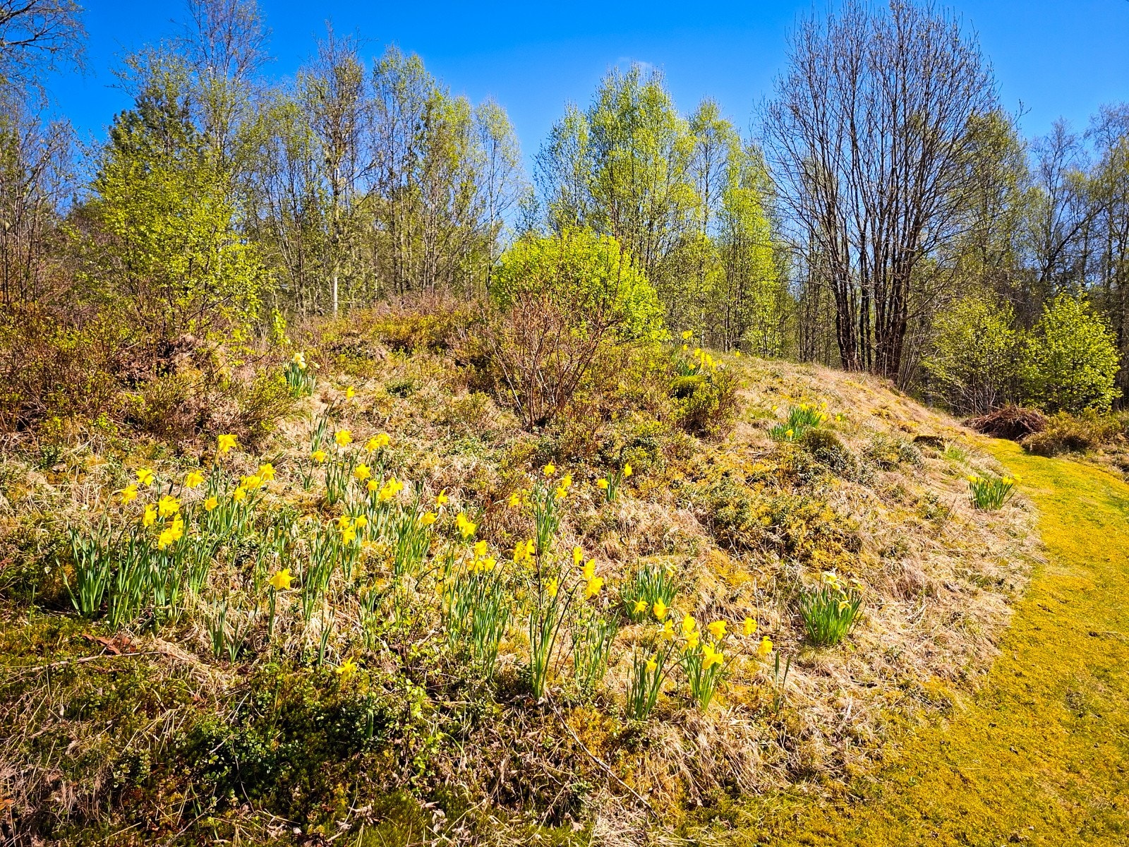 Tomten består av en blanding av opparbeidet hage og frodig naturtomt. Galleribilde