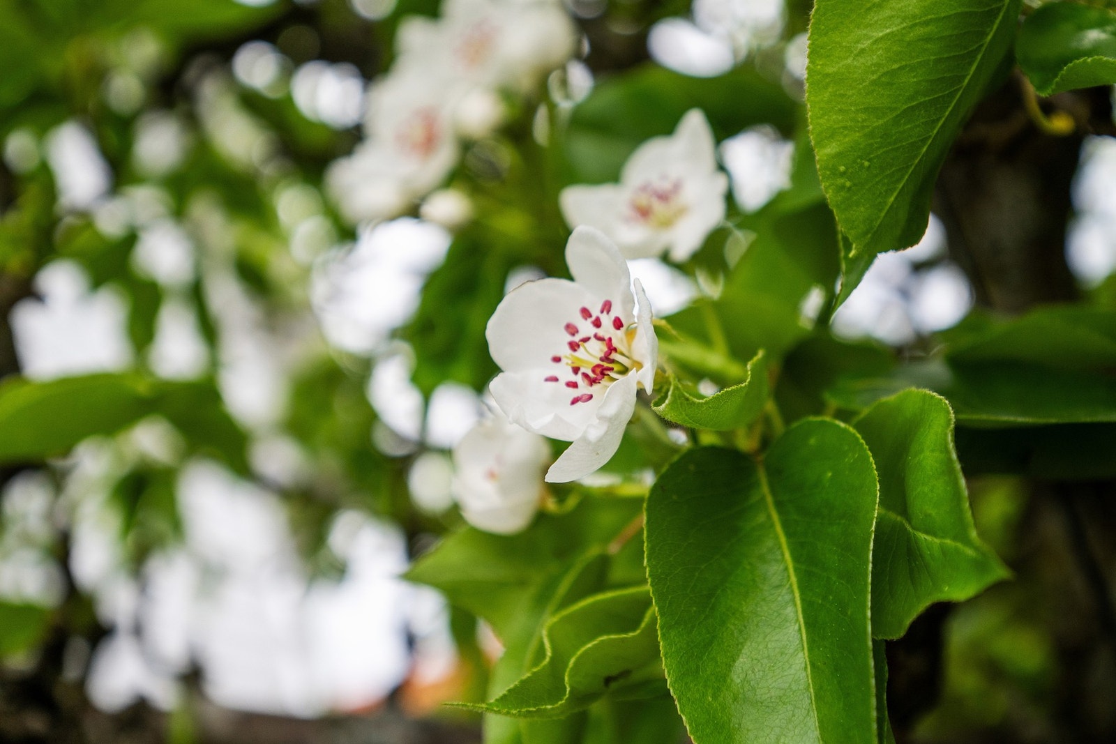 Vårblomstring i Spurvestien Galleribilde