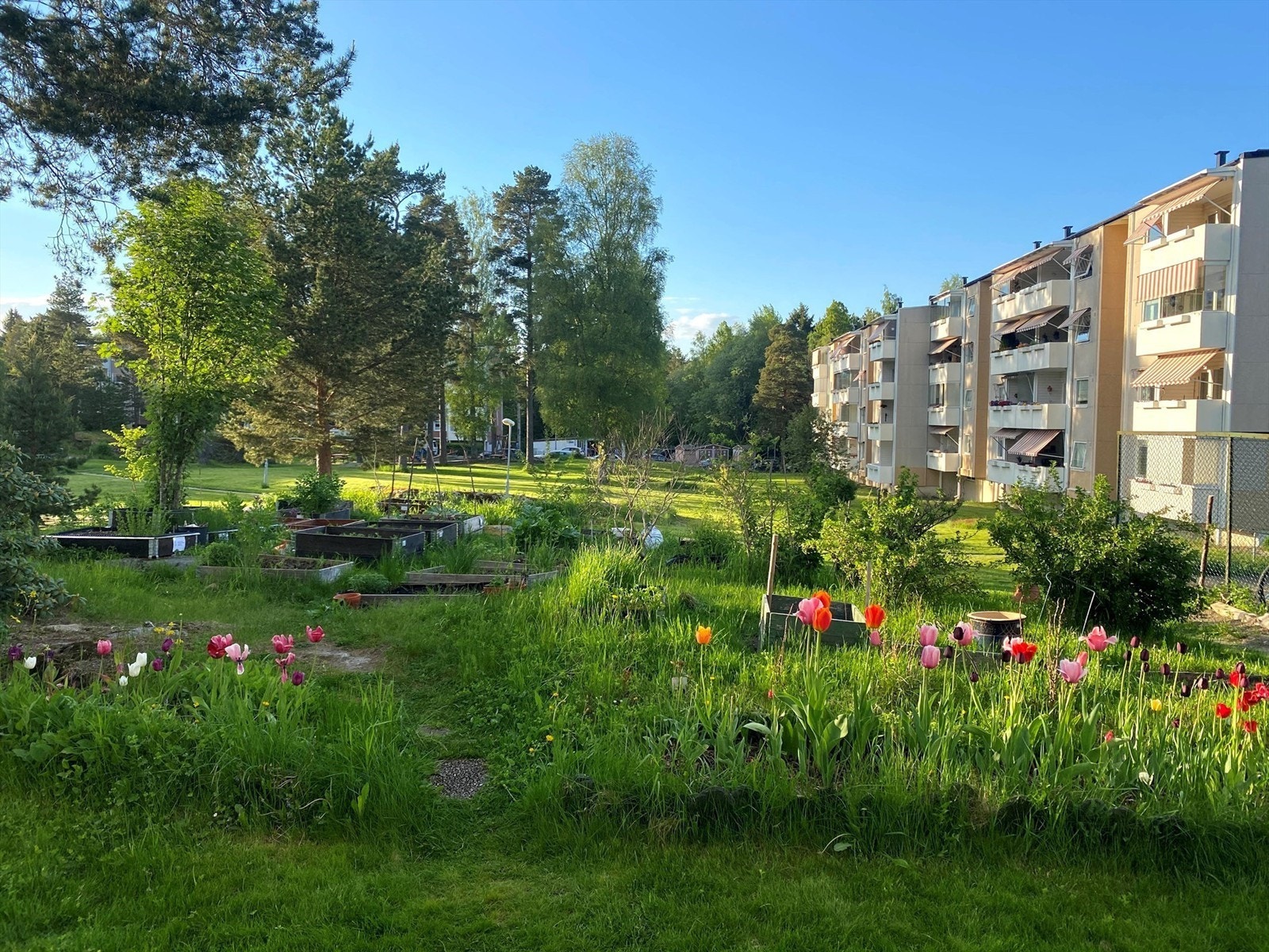 Borettslaget har satt av plass til et dyrkeområde på fellesarealene hvor beboere kan sette opp plantekasser, til glede for mange. Galleribilde