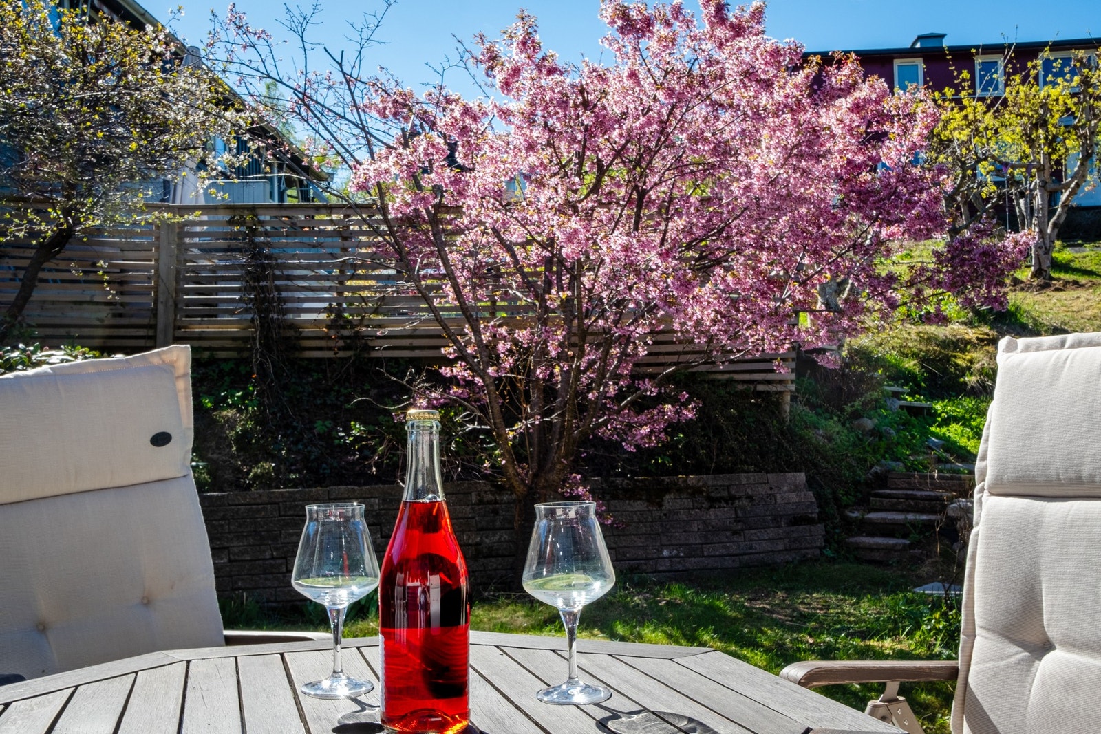 Japansk kirsebærtre i full blomst i hagen (privat bilde fra selger). Galleribilde
