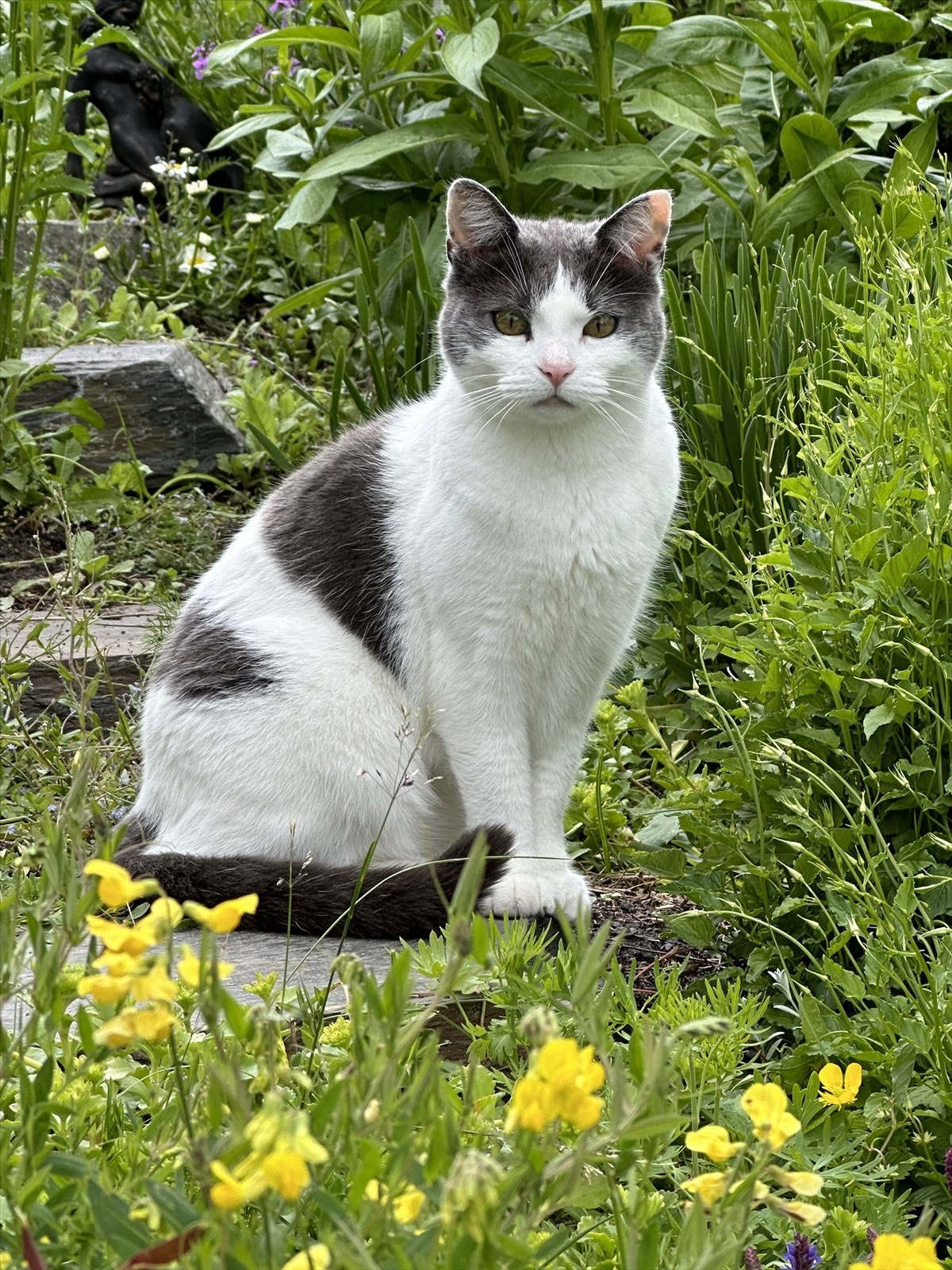 Kattene Juni og Juli stortrives i Eggelinna, og håper de kan bli boende på bruket, om ny eier deler samme ønske. Galleribilde