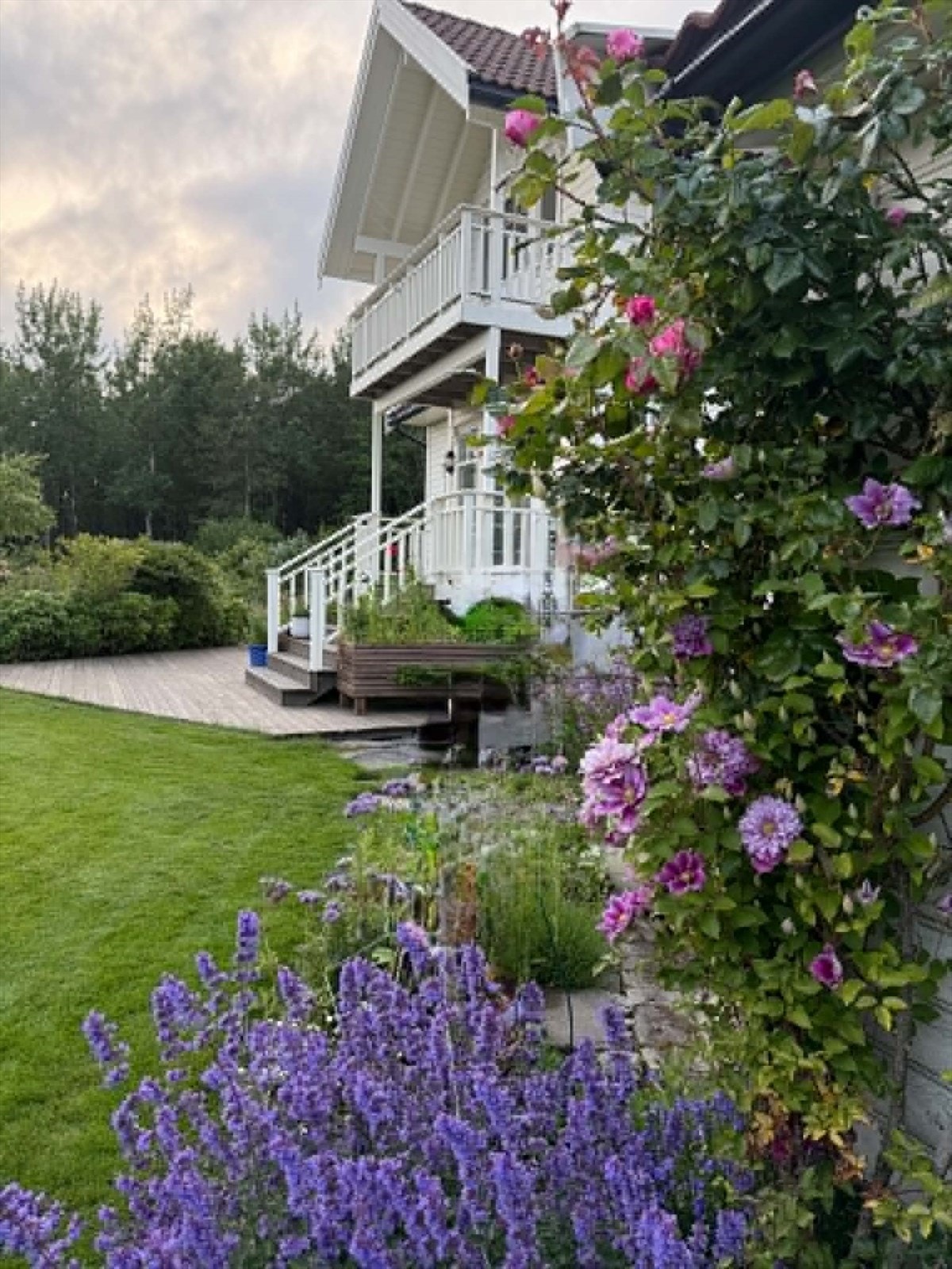 Nydelig blomstring i hagen. Segers private bilde. Galleribilde