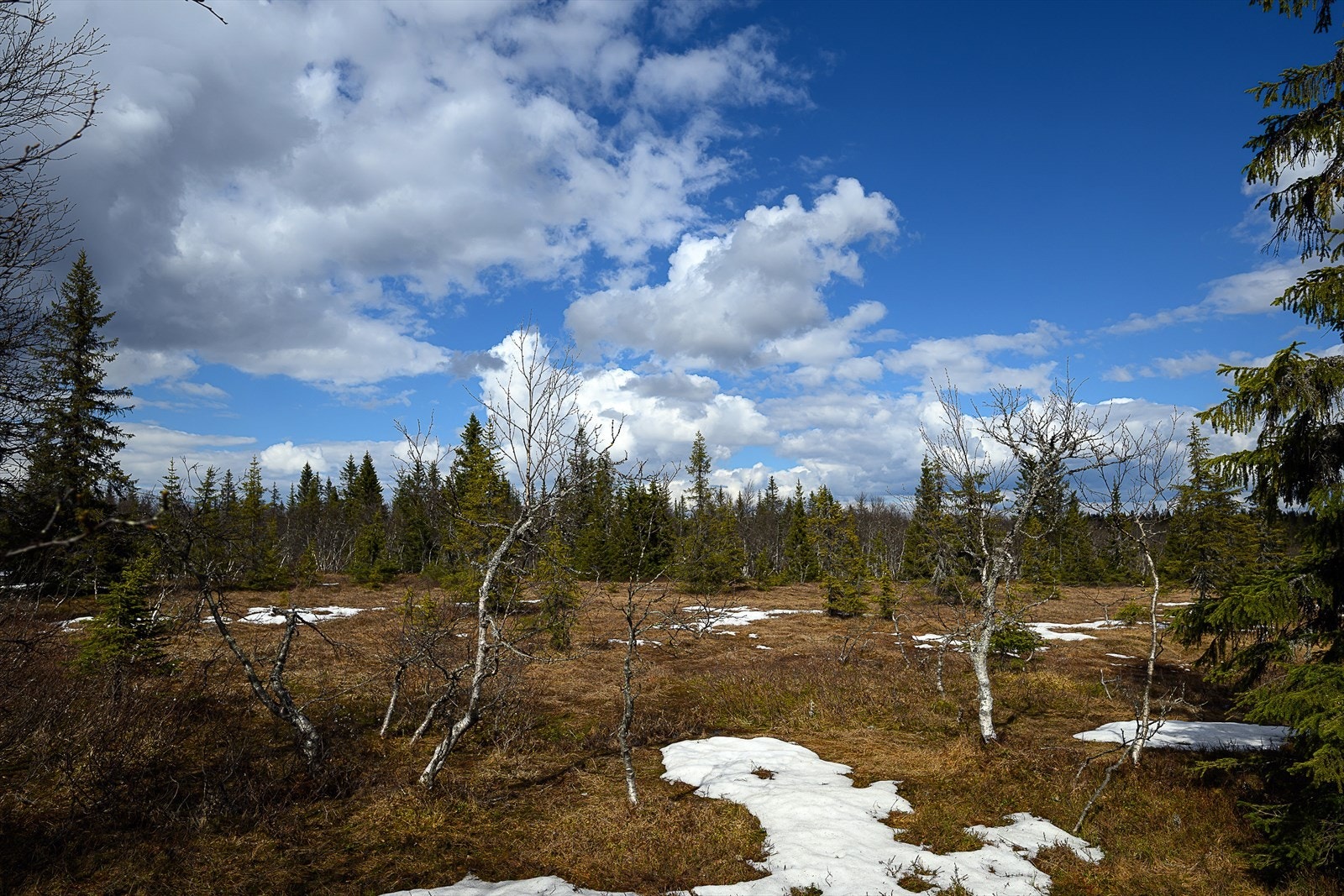 Sommerstid byr området på varierte turmuligheter, med stier og fjellveier for fotturer og sykling. Galleribilde