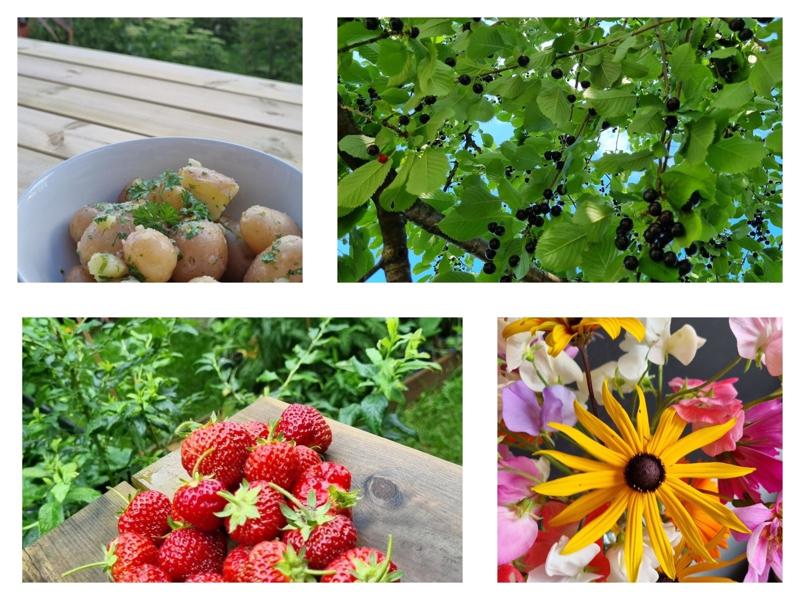 Gode muligheter til å nyte blomster og bær fra egen hage. I borettslagets fellesområder er det også flere frukttrær, som kirsebær, eple og pære. Galleribilde