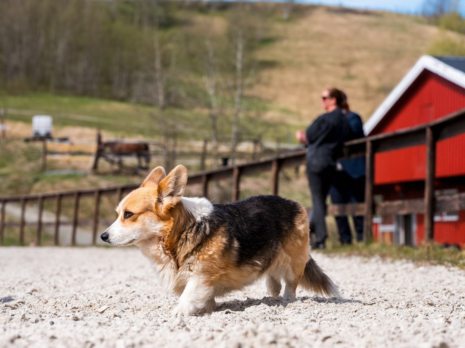En plass hvor både store og små firbeinte kan trives. Velkommen til visning av Bratsberg ridesenter. Galleribilde