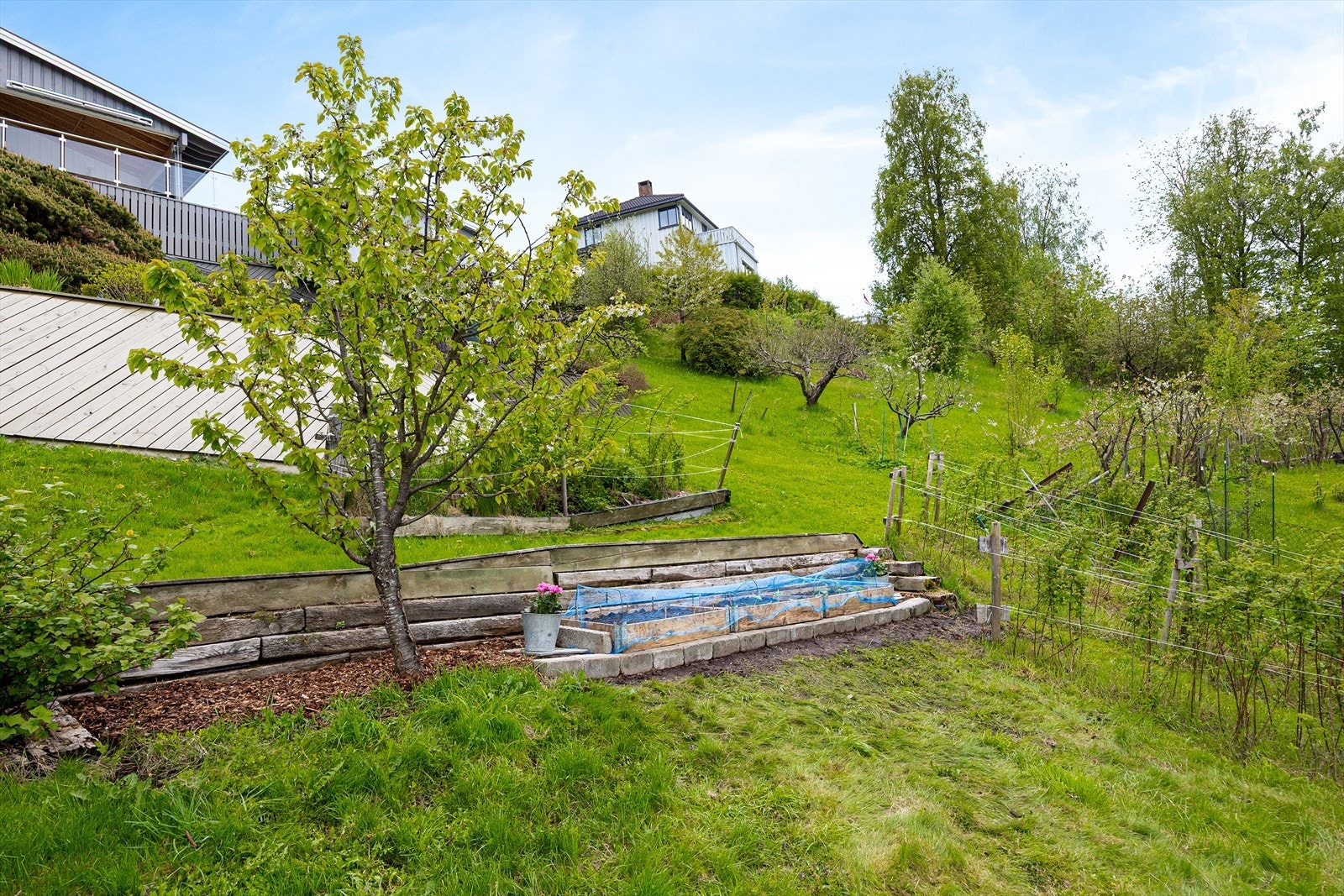 I hagen er det dyrkingskasser for salat, jordbær, grønnsaker og det er flere etablerte bringbærbusker. Galleribilde