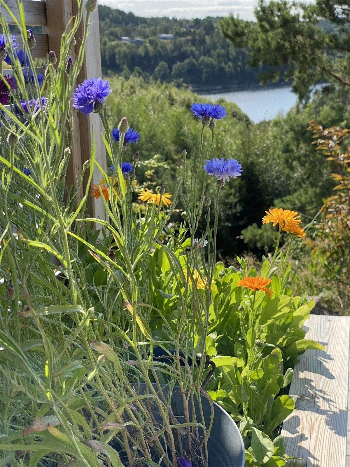 Privat bilde Galleribilde