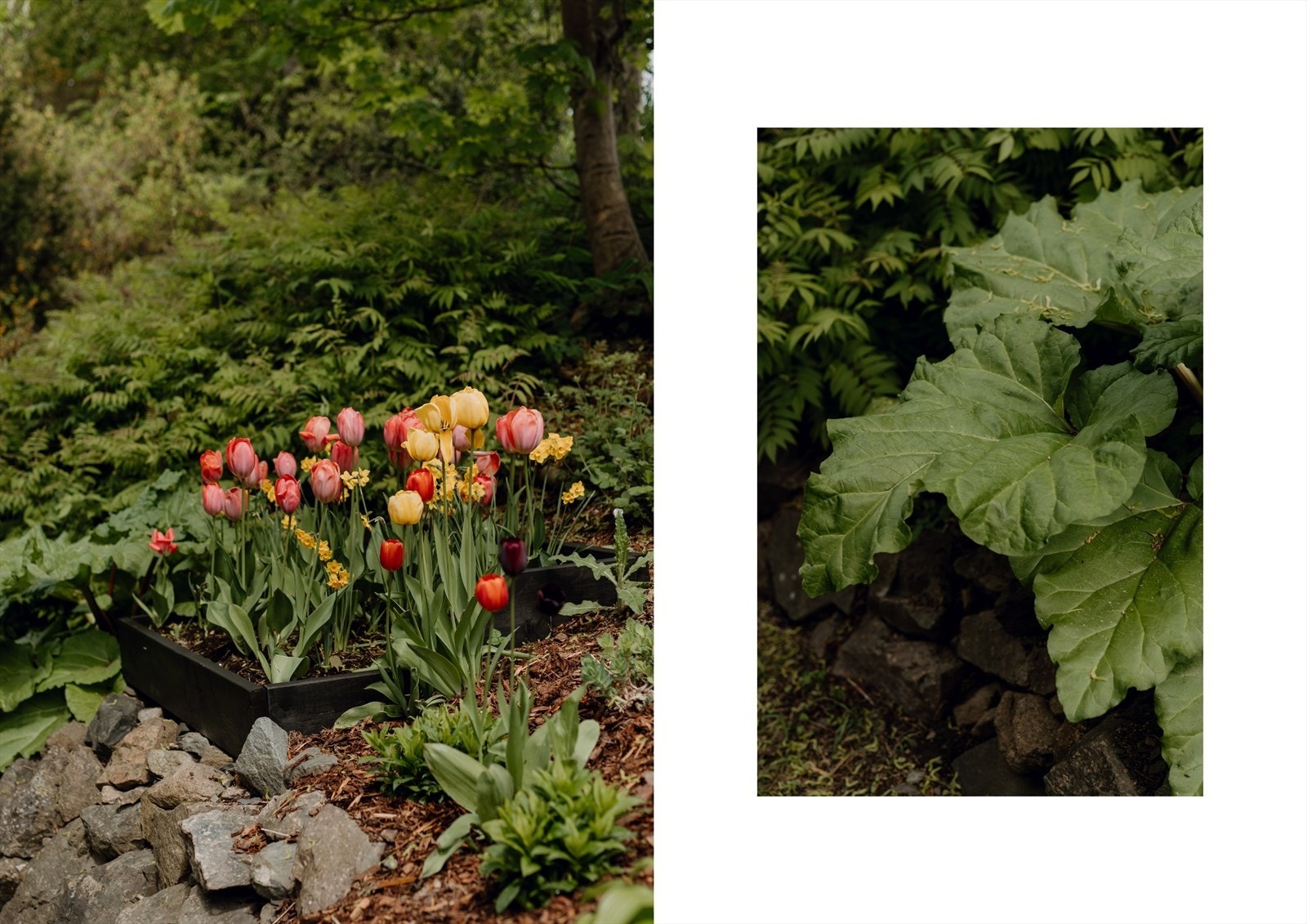 I hagen står blomsterkasser klare for egen beplantning, og nå blomstrer herlige tulipaner. Galleribilde