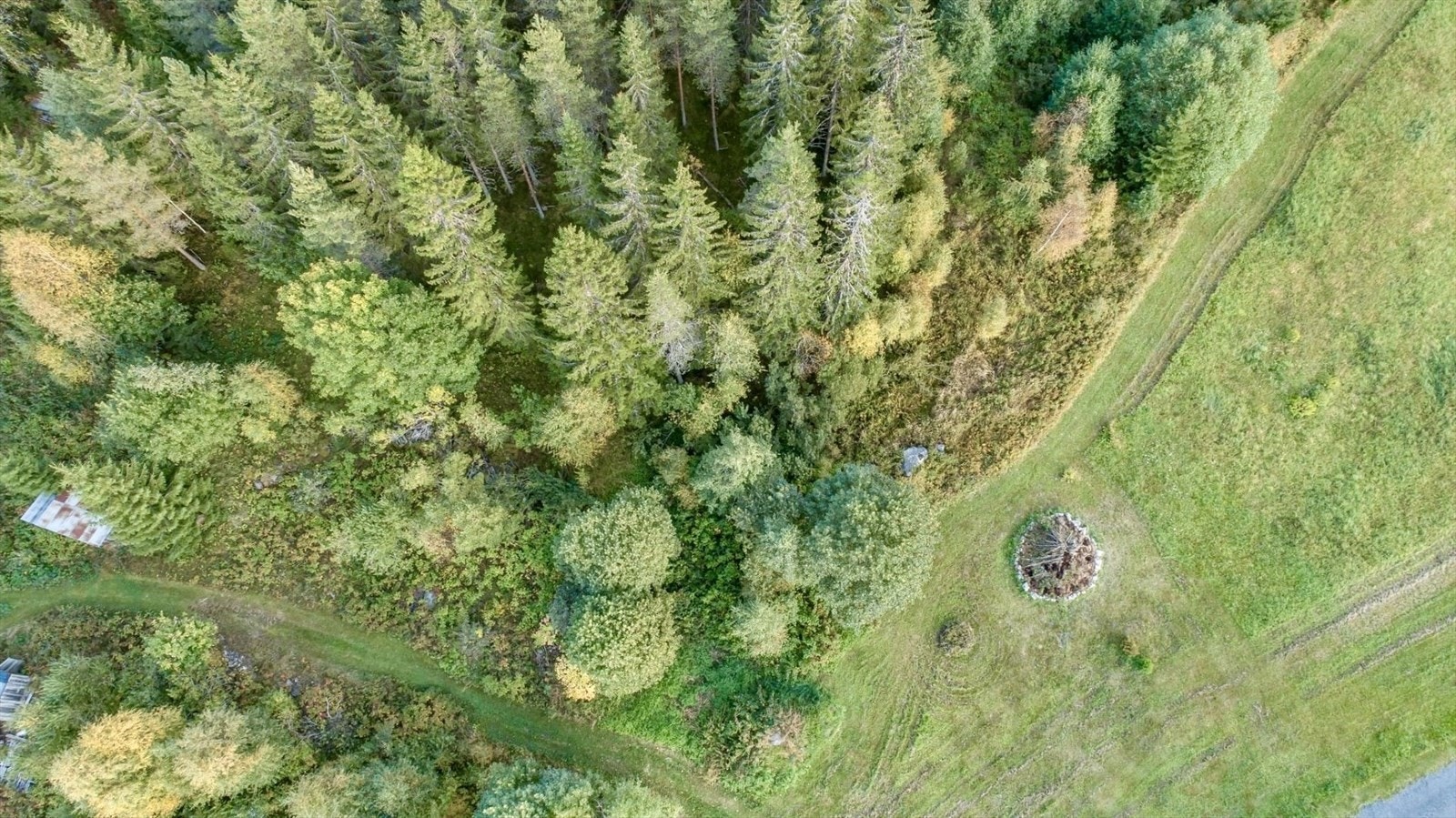 En del av skogen som medfølger eiendommen. Galleribilde