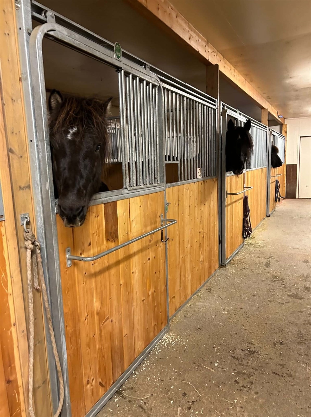 Stallbåsene gir gode og trygge forhold for hestene (privat foto). Galleribilde