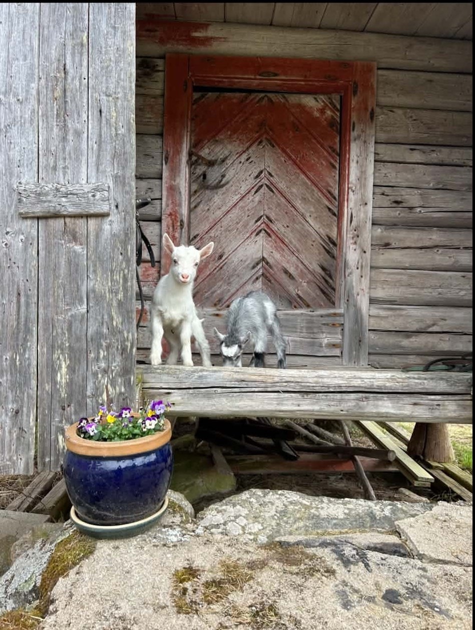 Landlig sjarm på tunet (privat foto). Galleribilde