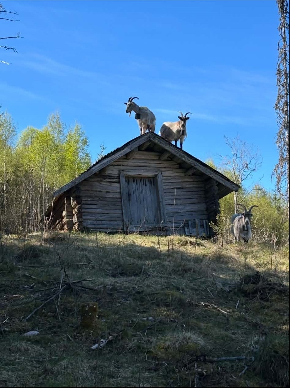 De eldre bygningene på tunet, som dette gamle stabburet, bidrar til den unike atmosfæren (privat foto). Galleribilde