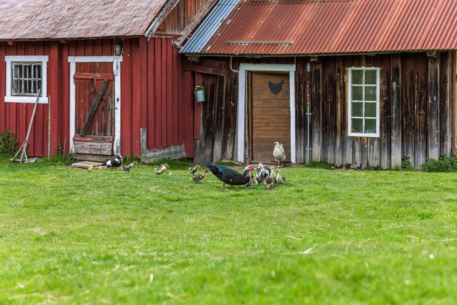 Småbruksidyll med plass til mange slags dyr. Galleribilde