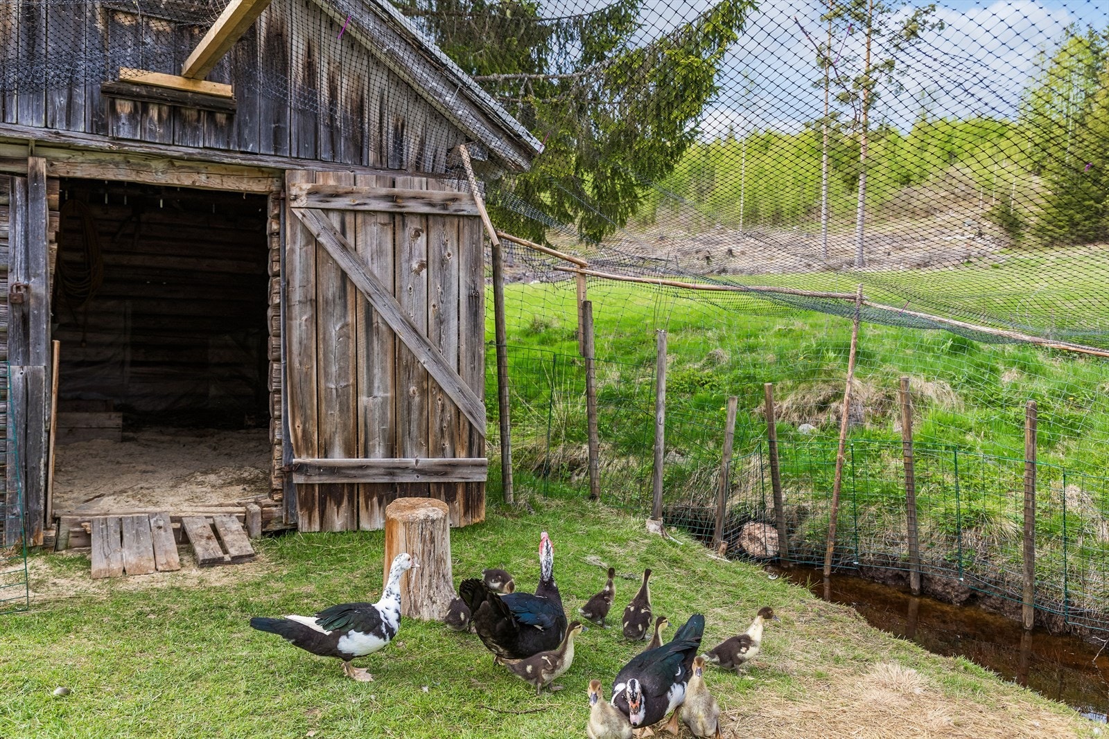 En bekk renner gjennom eiendommen, og her er det etablert et eget andehus med dam (privat foto). Galleribilde