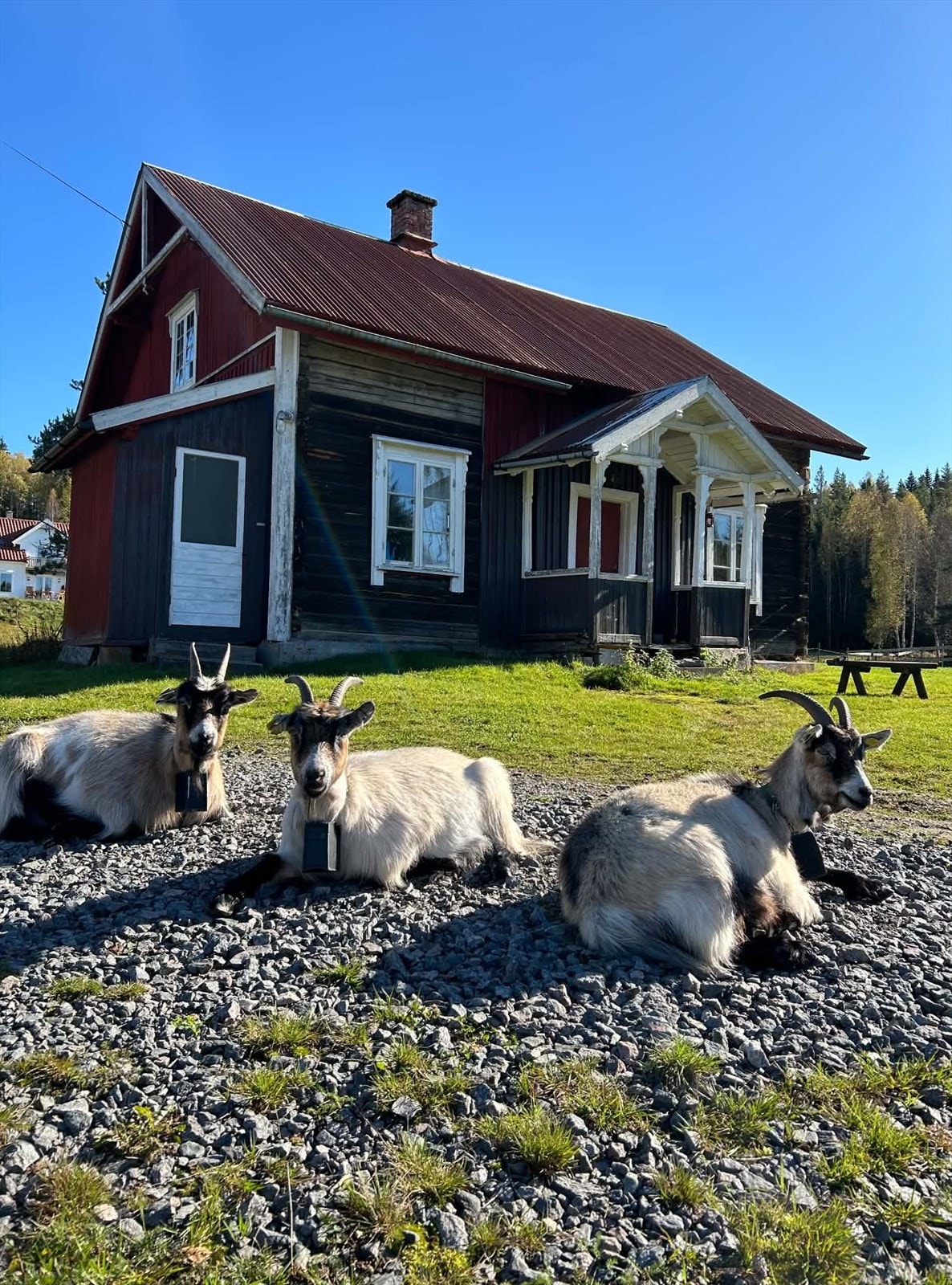 Eiendommen gir en unik mulighet til å leve tett på naturen og dyrene (privat bilde). Galleribilde
