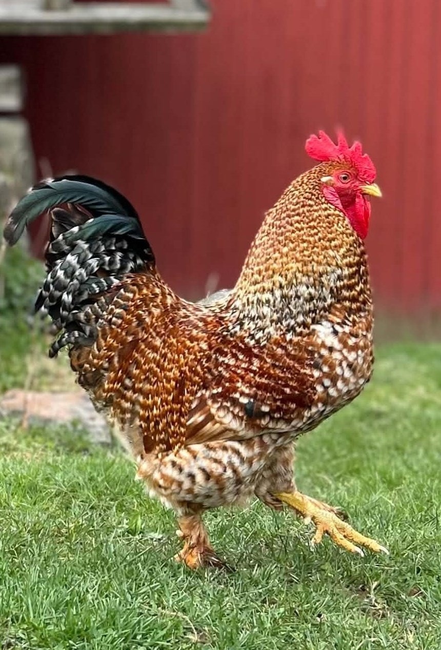 Her kan man være selvforsynt med ferske egg fra egne høner (privat foto). Galleribilde