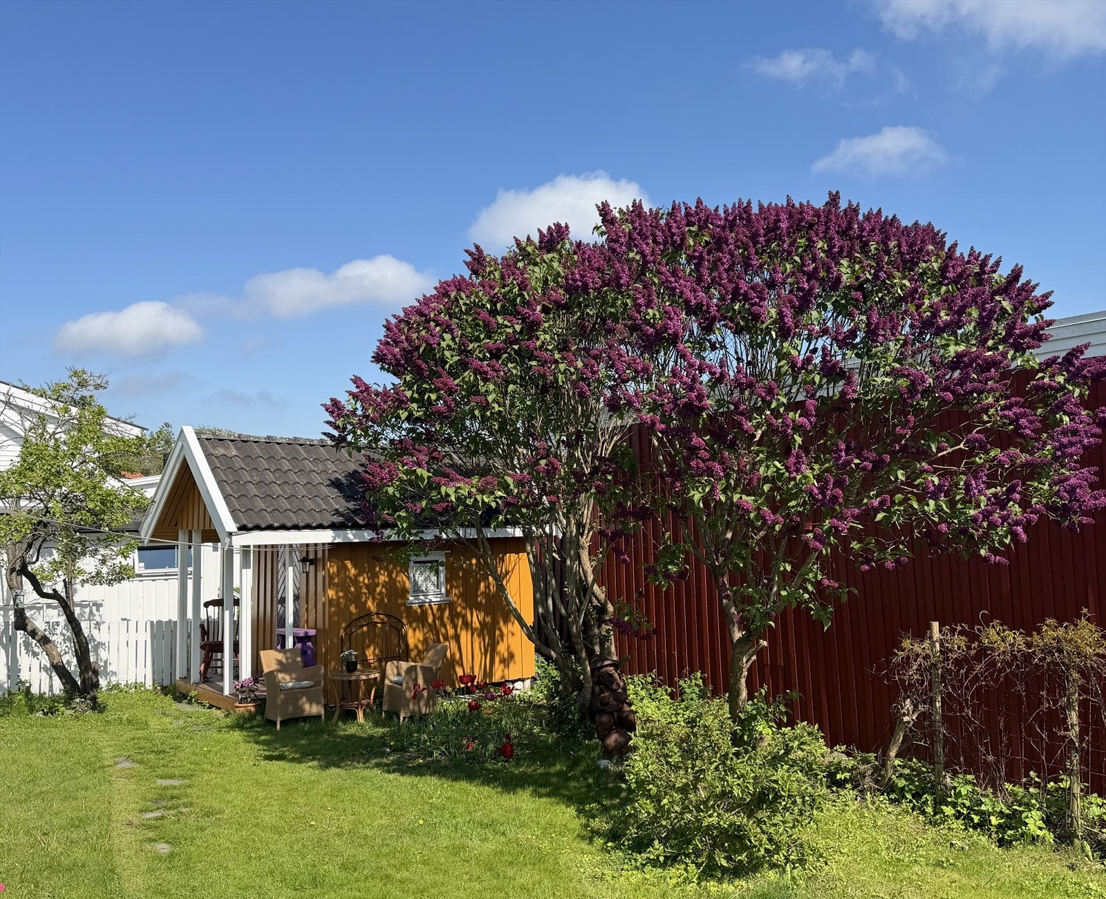 Det er flott i hagen når syrinene blomstrer Galleribilde