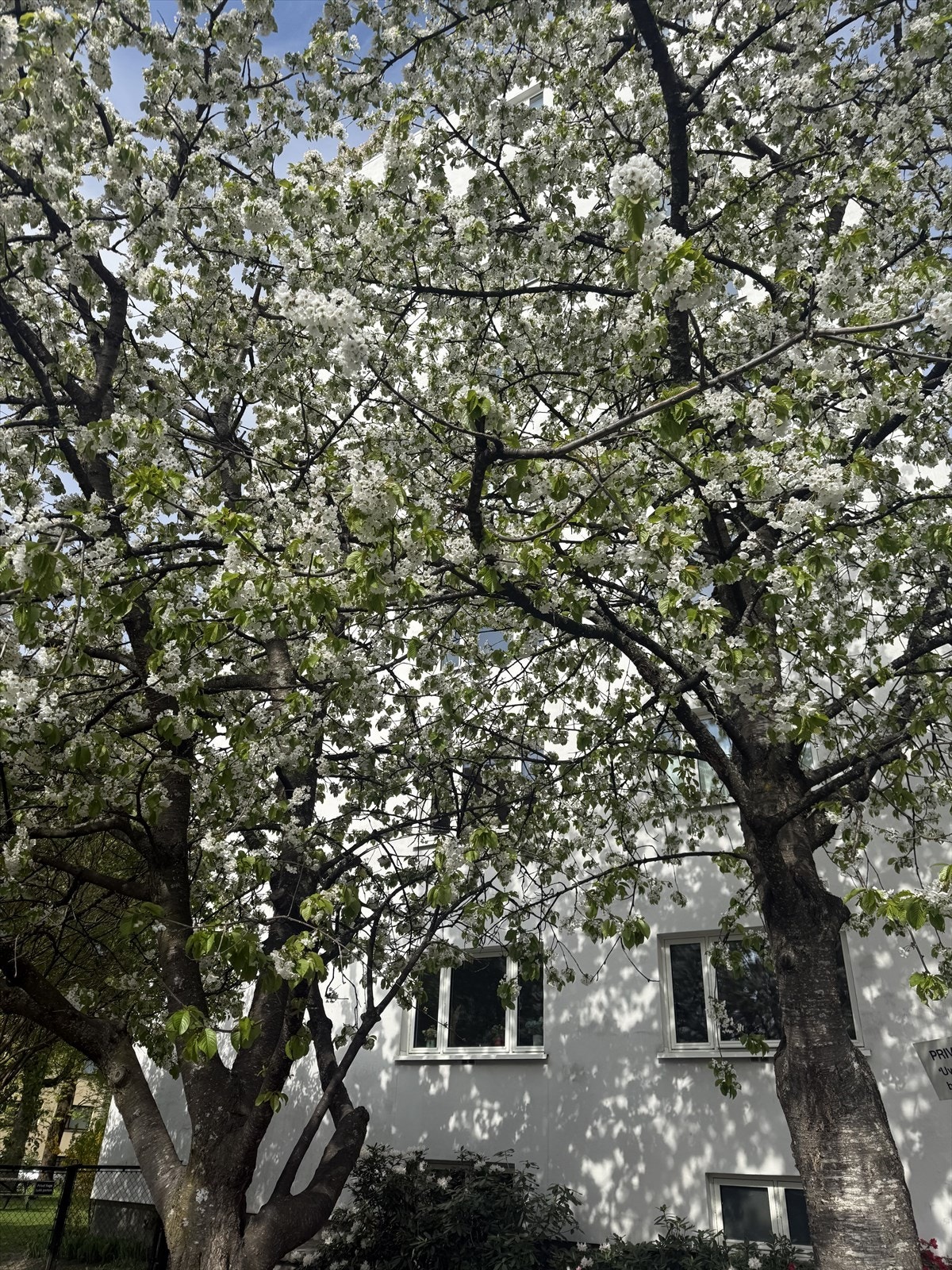 Det vakre prydkirsebærtreet foran sameiet er et sikkert vårtegn i full blomst. Galleribilde