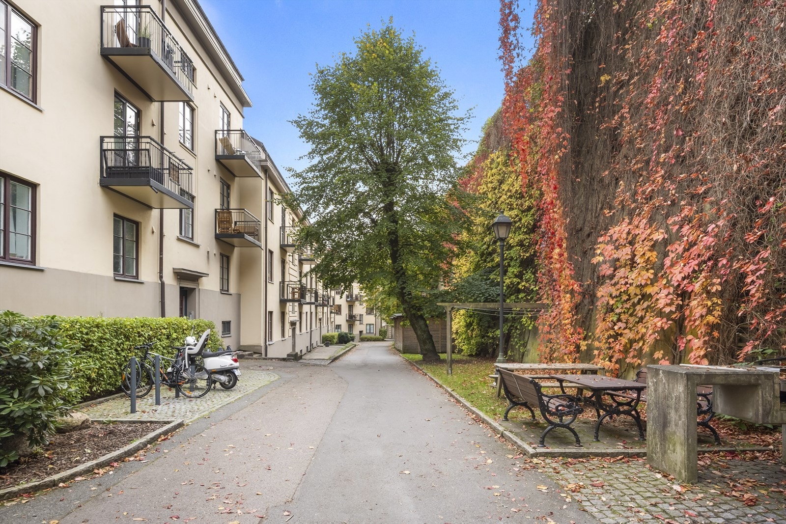 Flott bakgård med busker, trær og annen beplantning. Galleribilde