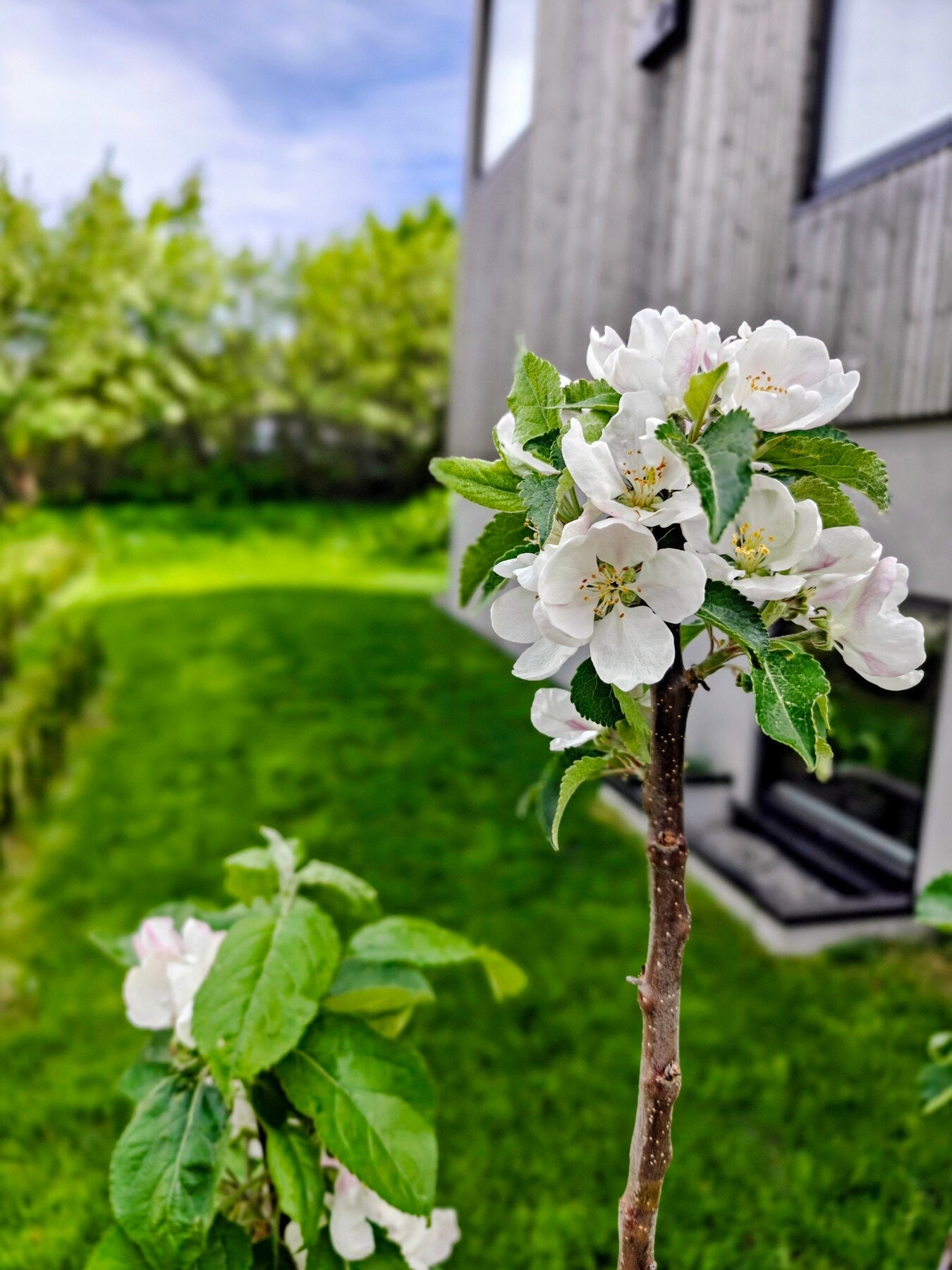 Nyplantet epletre i full blomstring. Treet kan gi hele fire forskjellige eplesorter. Galleribilde