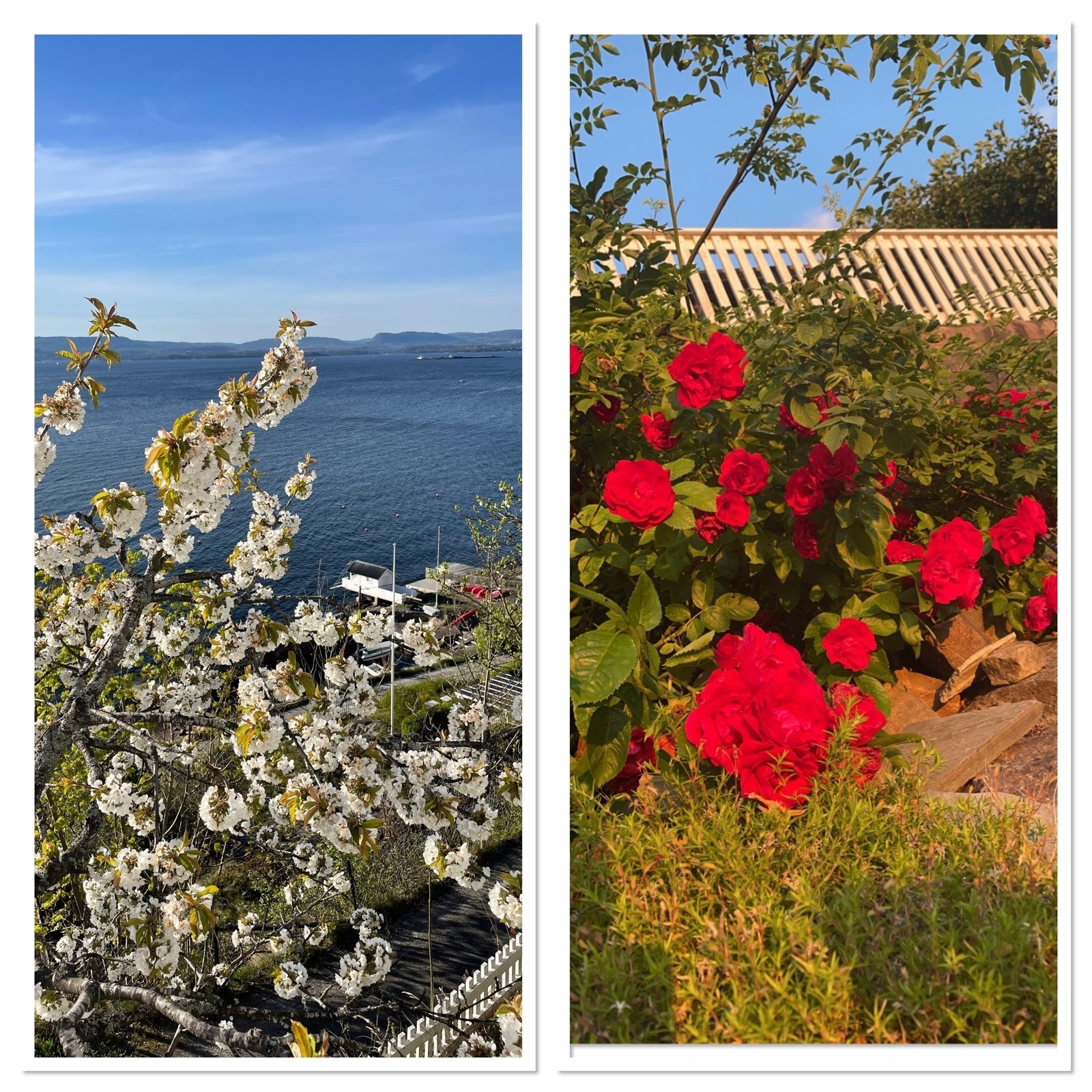 Frodig beplantet med frukttrær og blomster Galleribilde