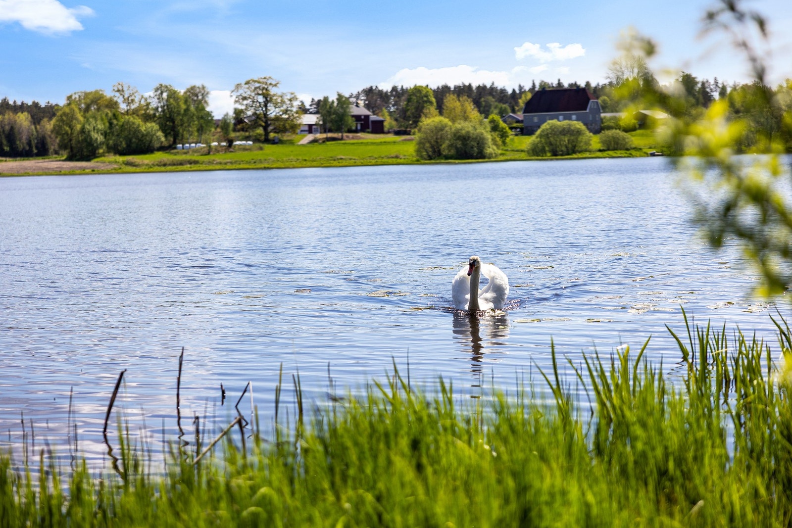 Den stille innsjøen deles med naturens egne faste beboere Galleribilde
