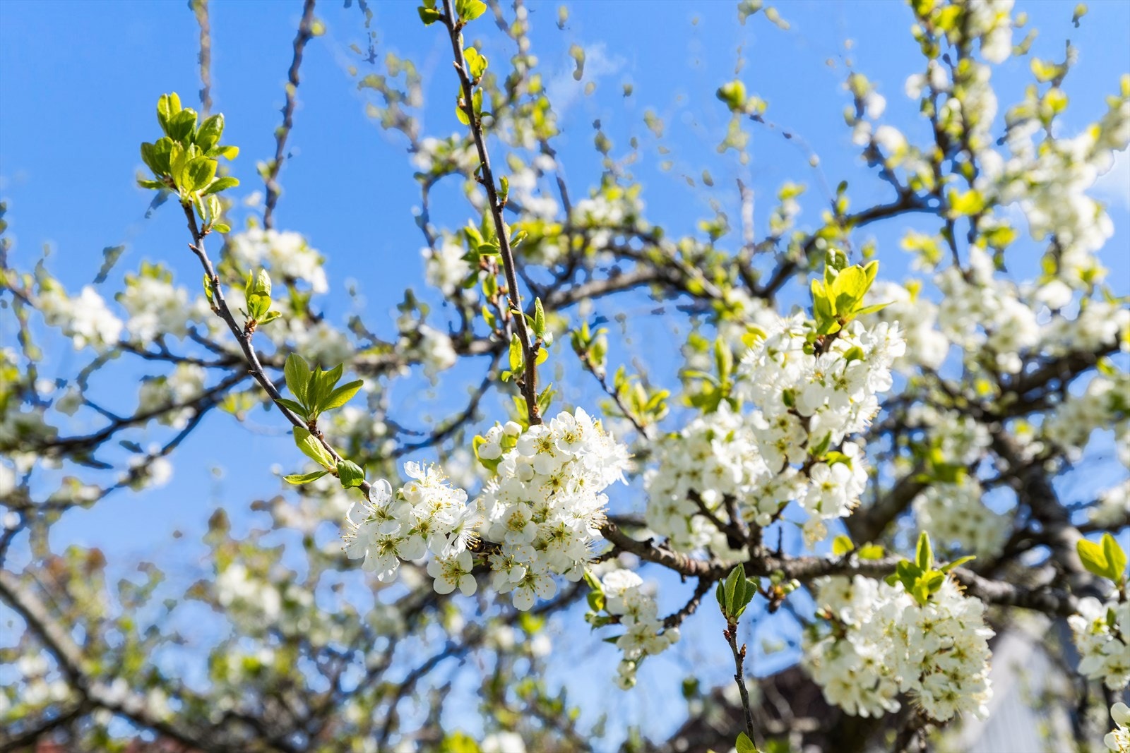 Hagen er pent opparbeidet med vakre beplantninger. Galleribilde