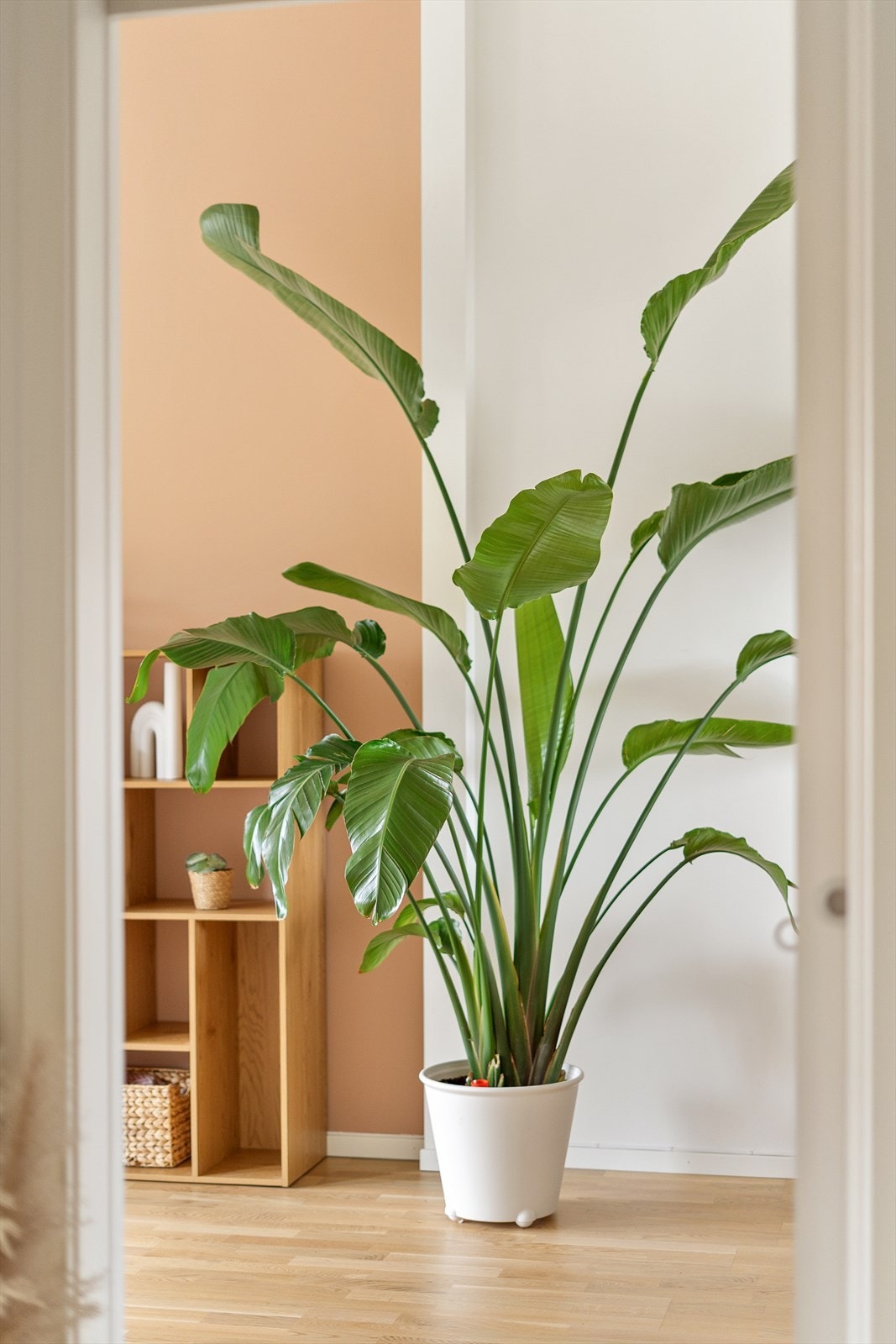 Innvendige dører er malte og glatte, som står i stil med resten av leiligheten. Galleribilde