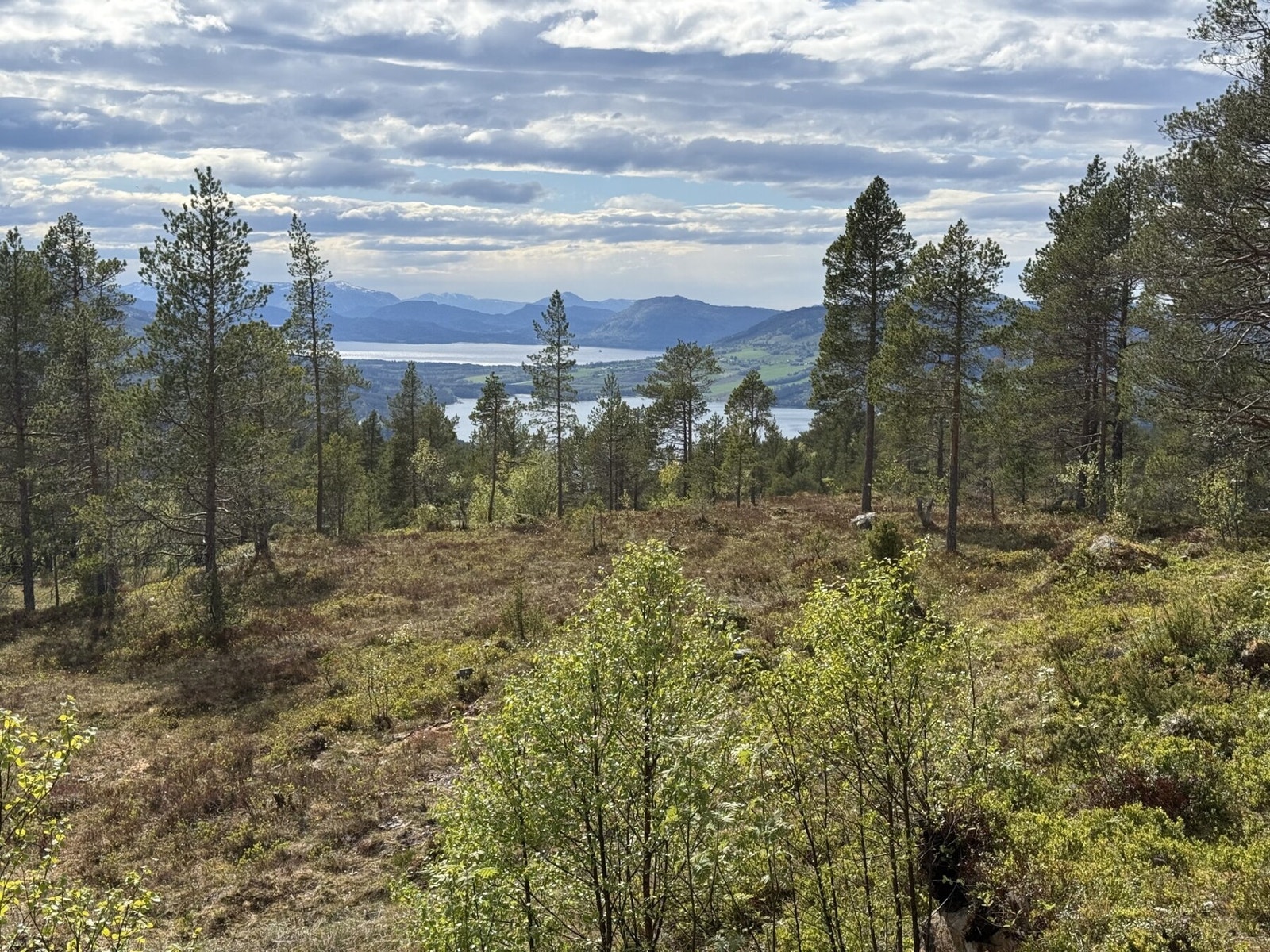 Nærområdet Galleribilde