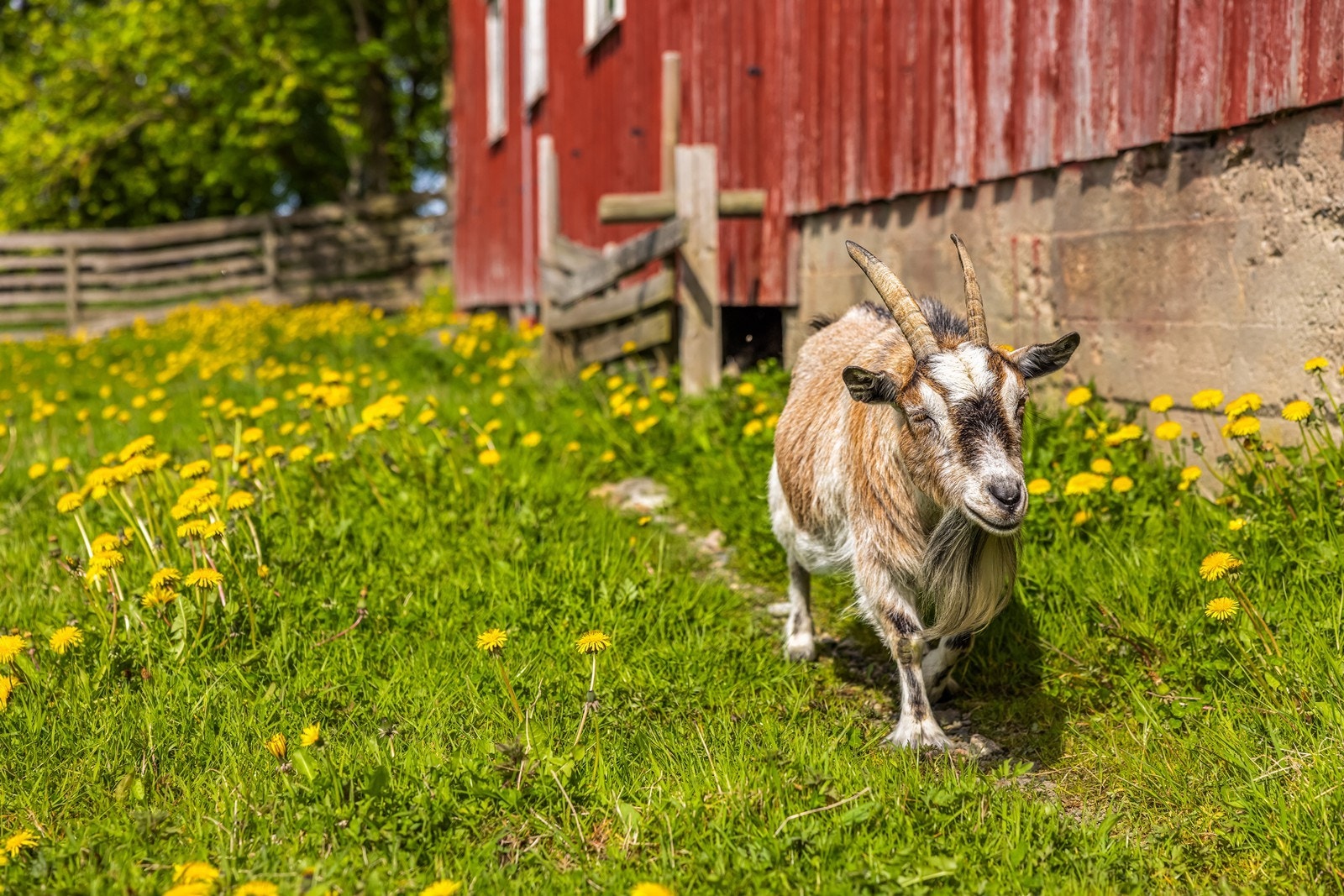 Hei, det er jeg som er gårdsgeita og jeg kan gjerne bli boende om du vil, for her trives jeg så innmari godt. Galleribilde