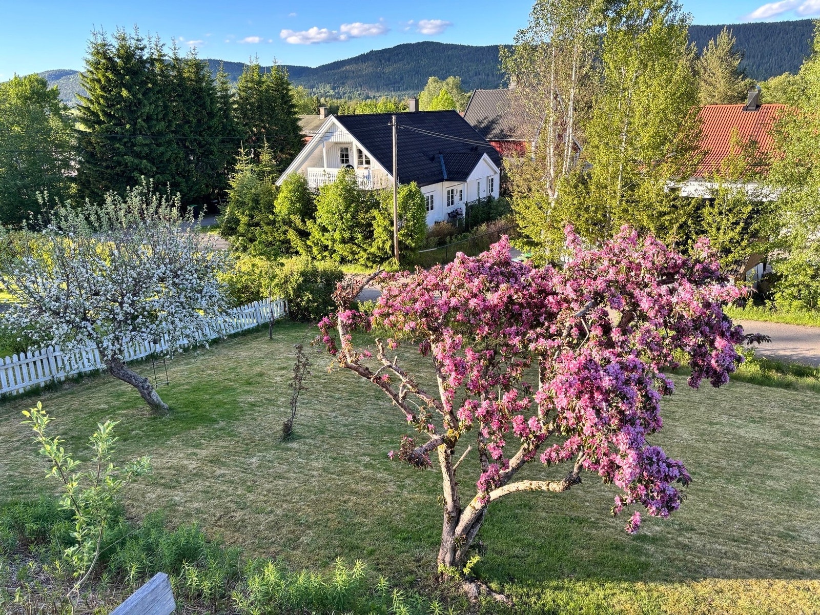 Idyllisk og frodig hage, med epler, bringebær og solbær etc (privat bilde) Galleribilde