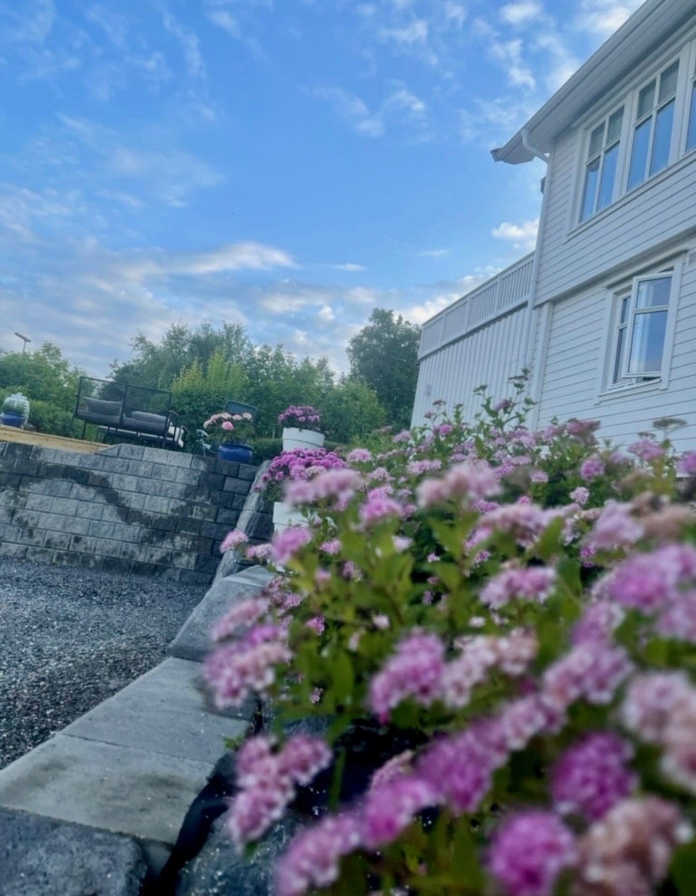 Blomstring i skråning Galleribilde