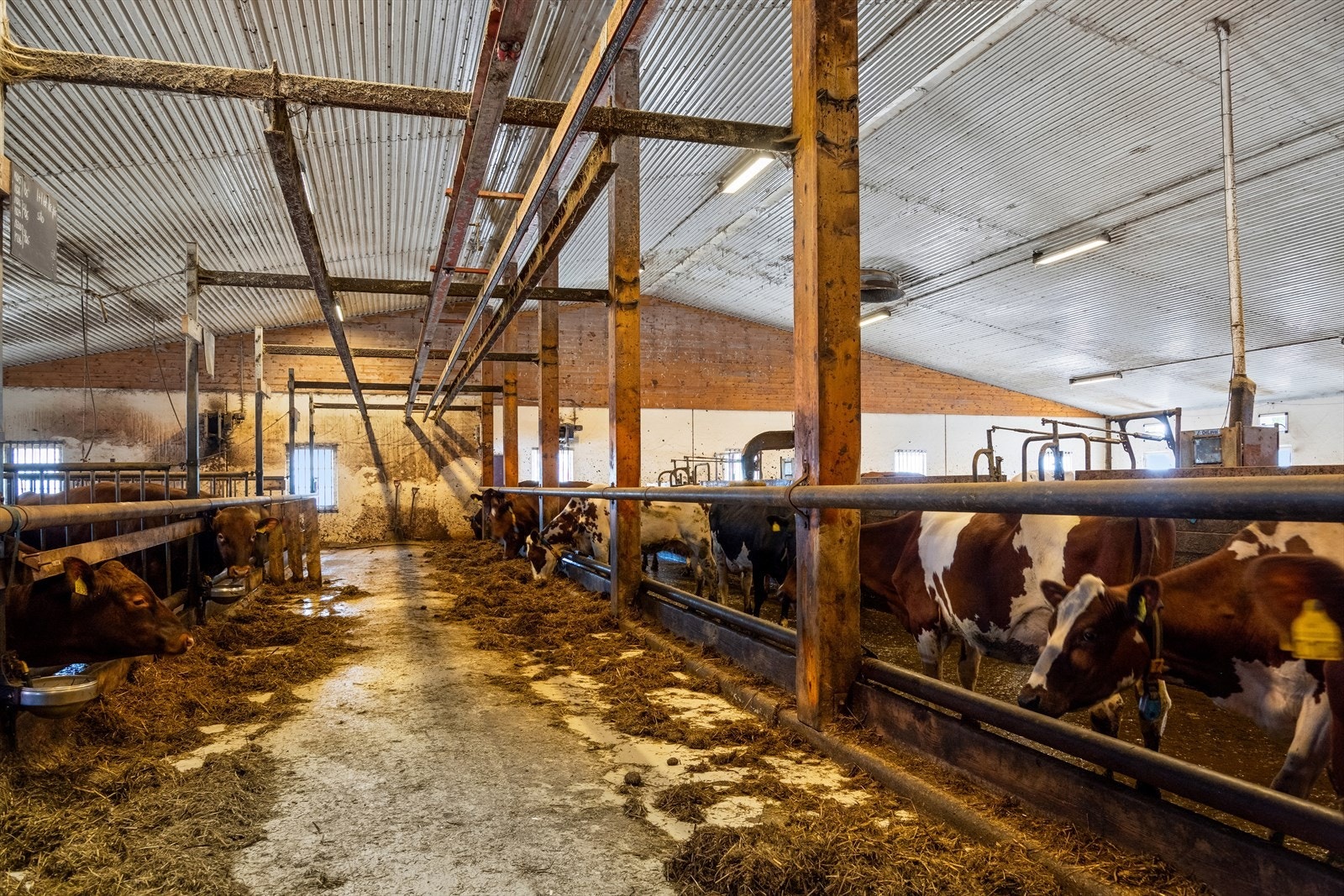 Fjøset har plass til ungdyr og er tilrettelagt for moderne melkeproduksjon. Galleribilde