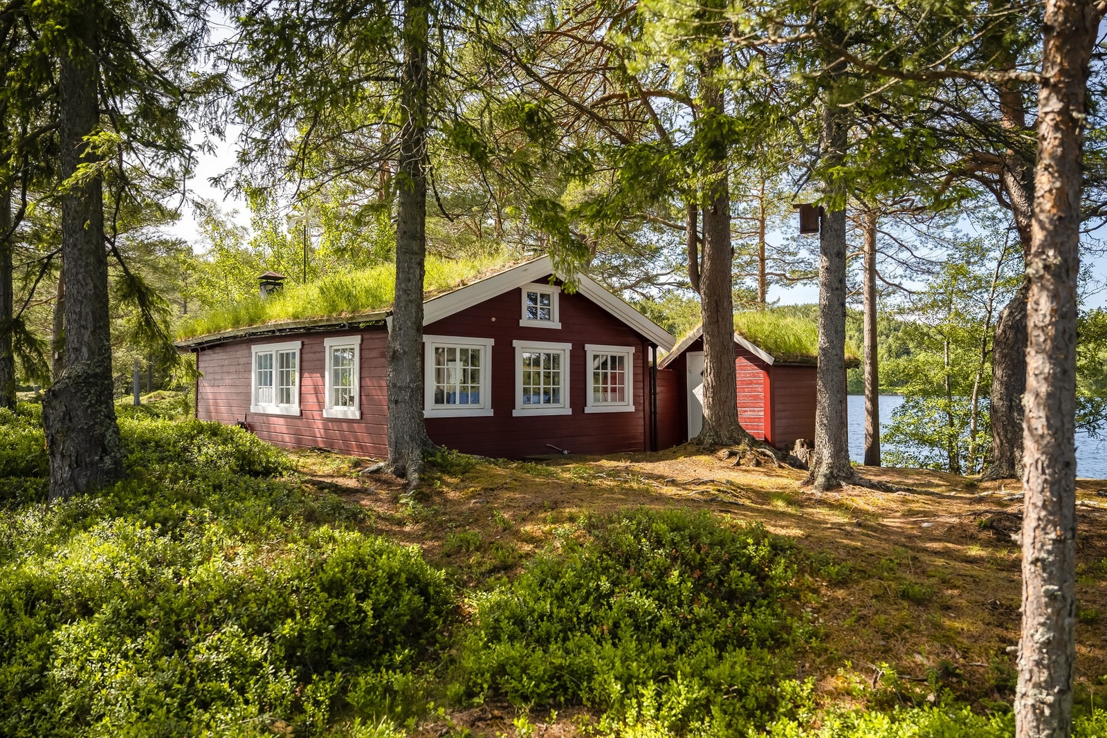 Trærne i skogen gir en lun skygge på deler av tomten Galleribilde