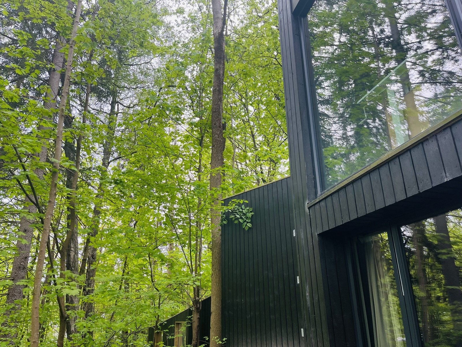 Frodige omgivelser med flott natur. Galleribilde