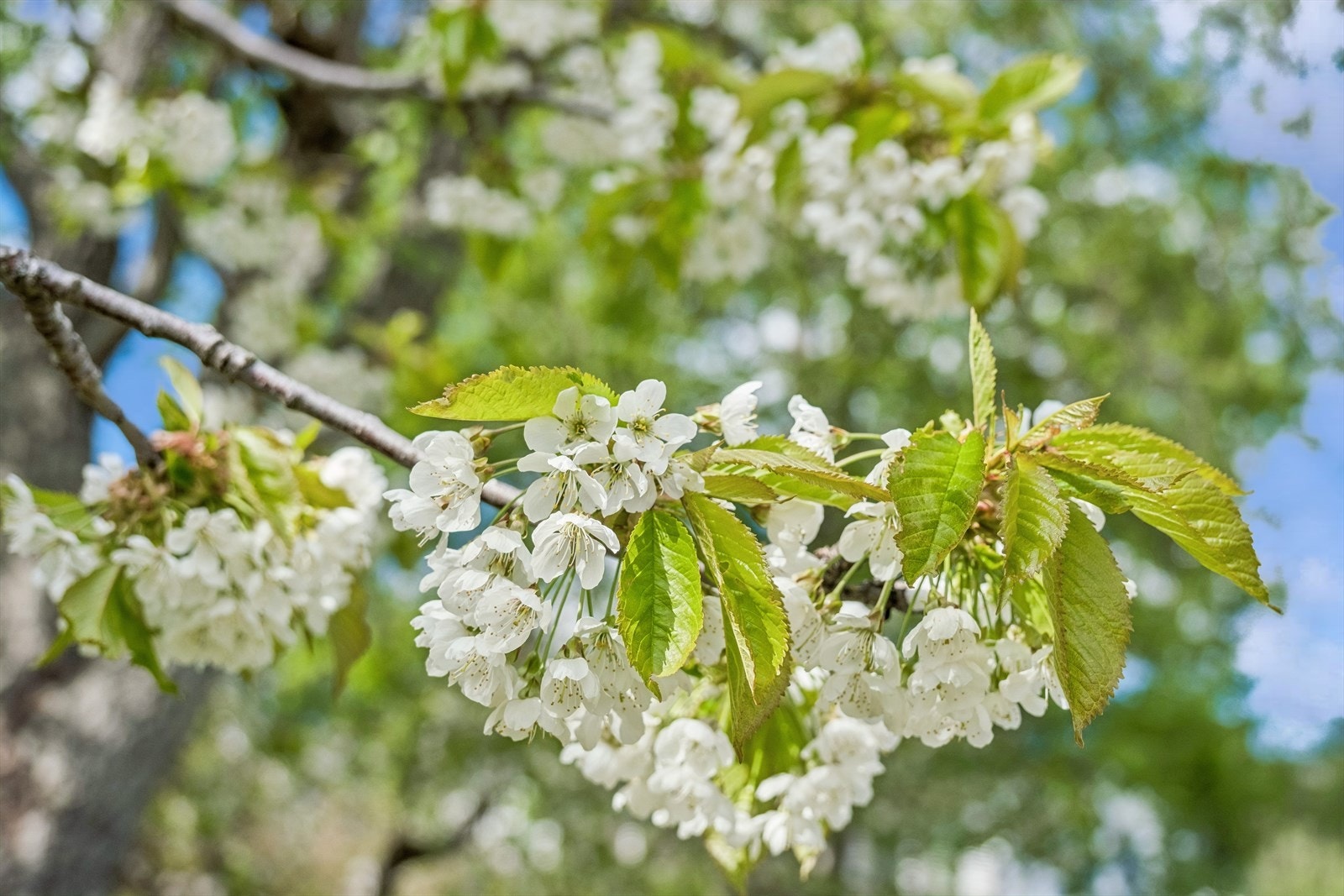 Frukttre i full blomstring Galleribilde