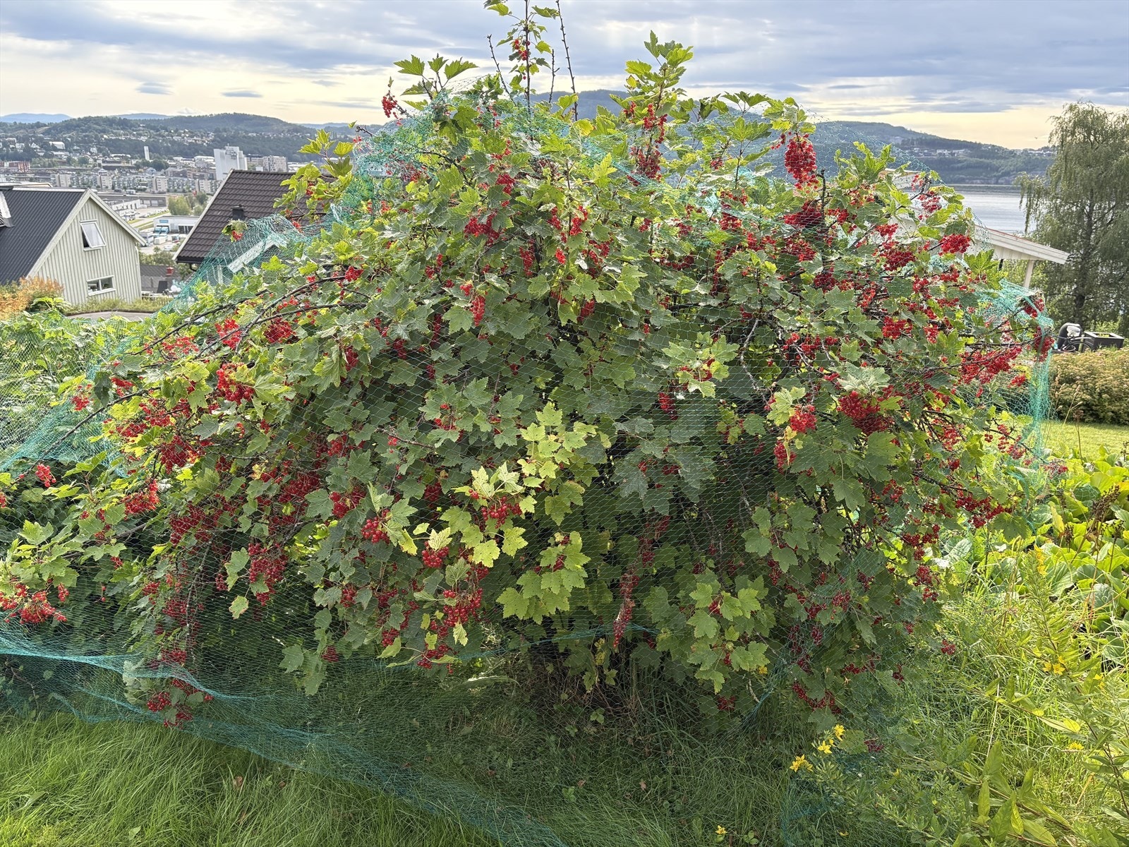 Rips klar for innhøsting Galleribilde