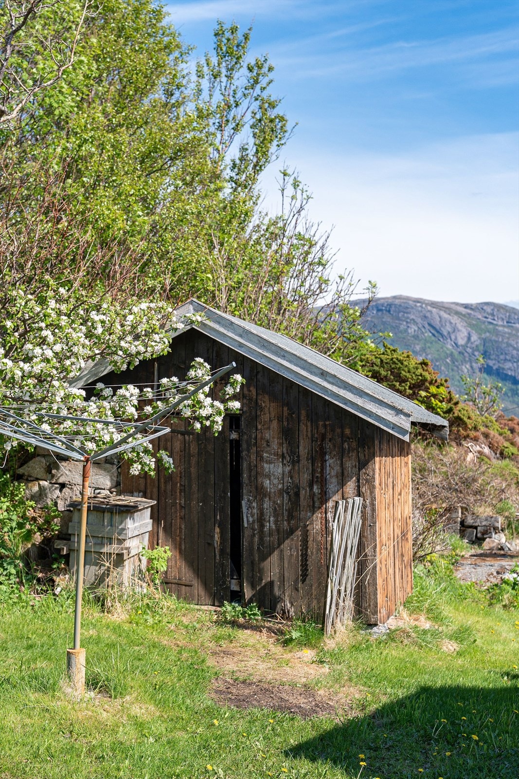 Epletre i full blomst ved en av uthusene på eiendommen. Galleribilde