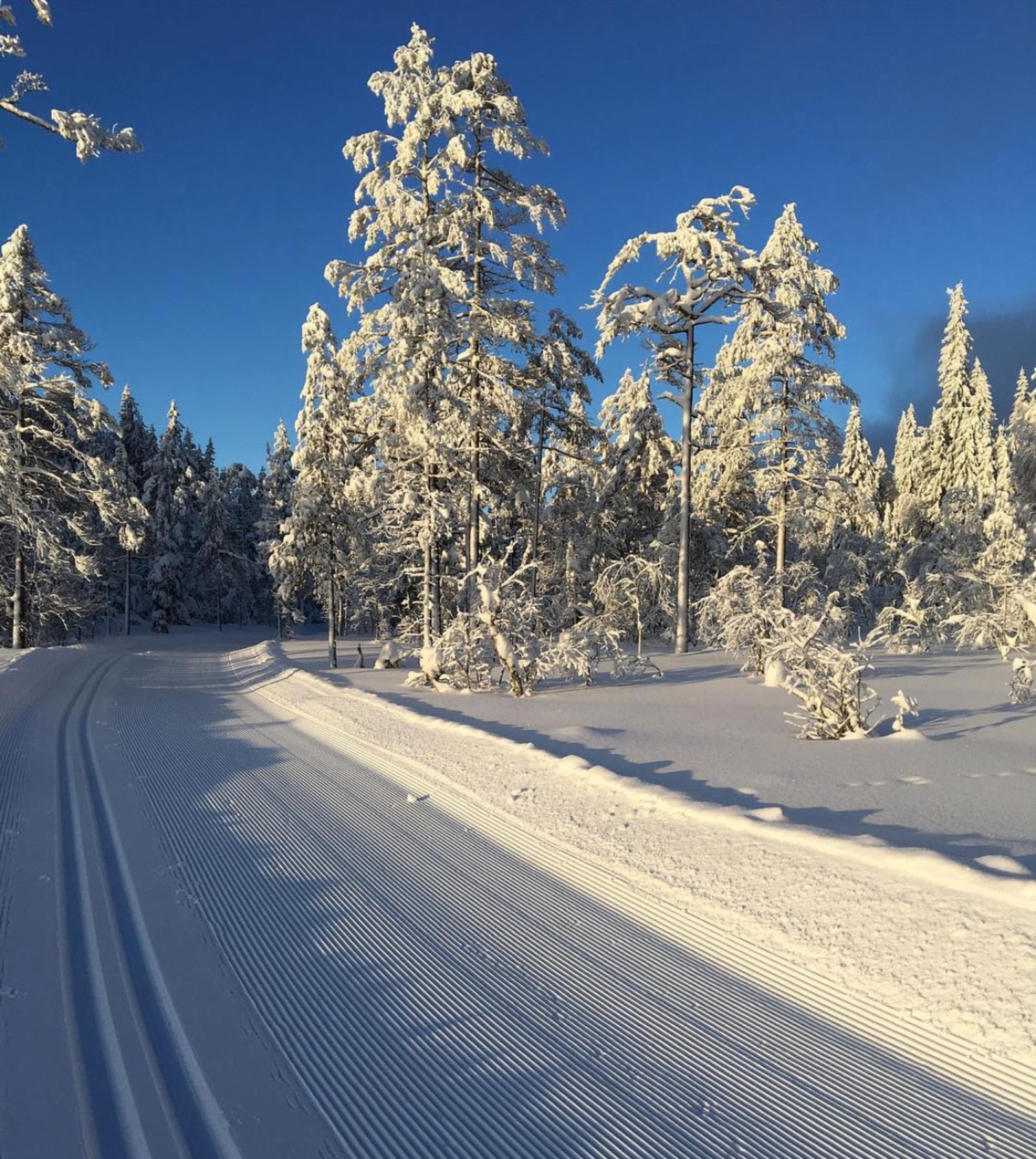Ski og Turløyper i nærområdet Galleribilde