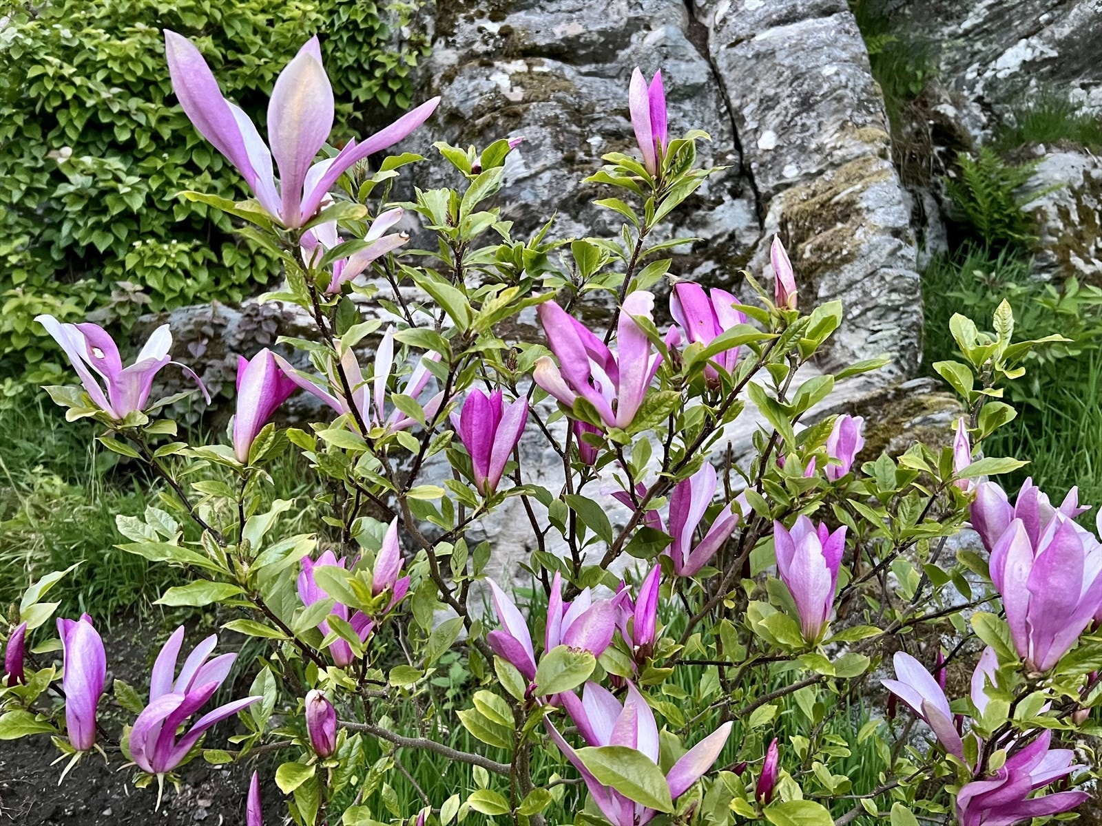 Solrik og blomstrende hage Galleribilde