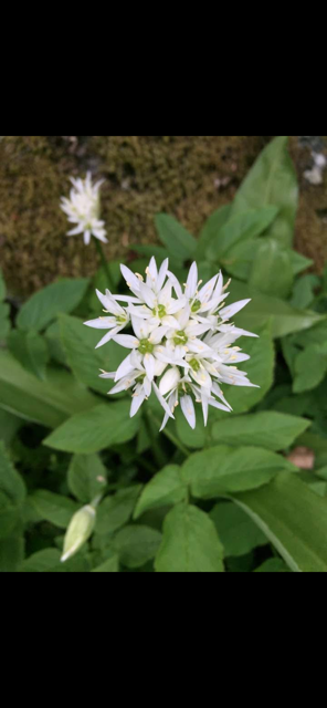 Blomster 1.png Galleribilde