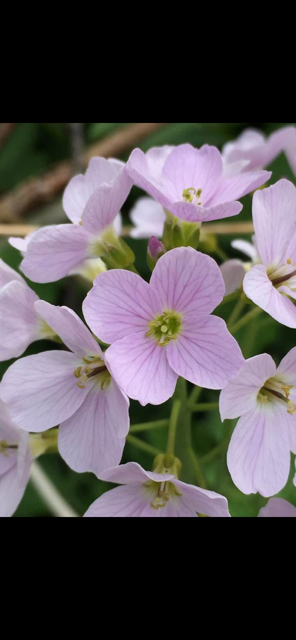 Masse fine blomster på eiendommen. Galleribilde