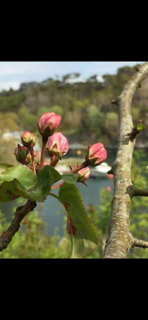 Blomster 3.png Galleribilde