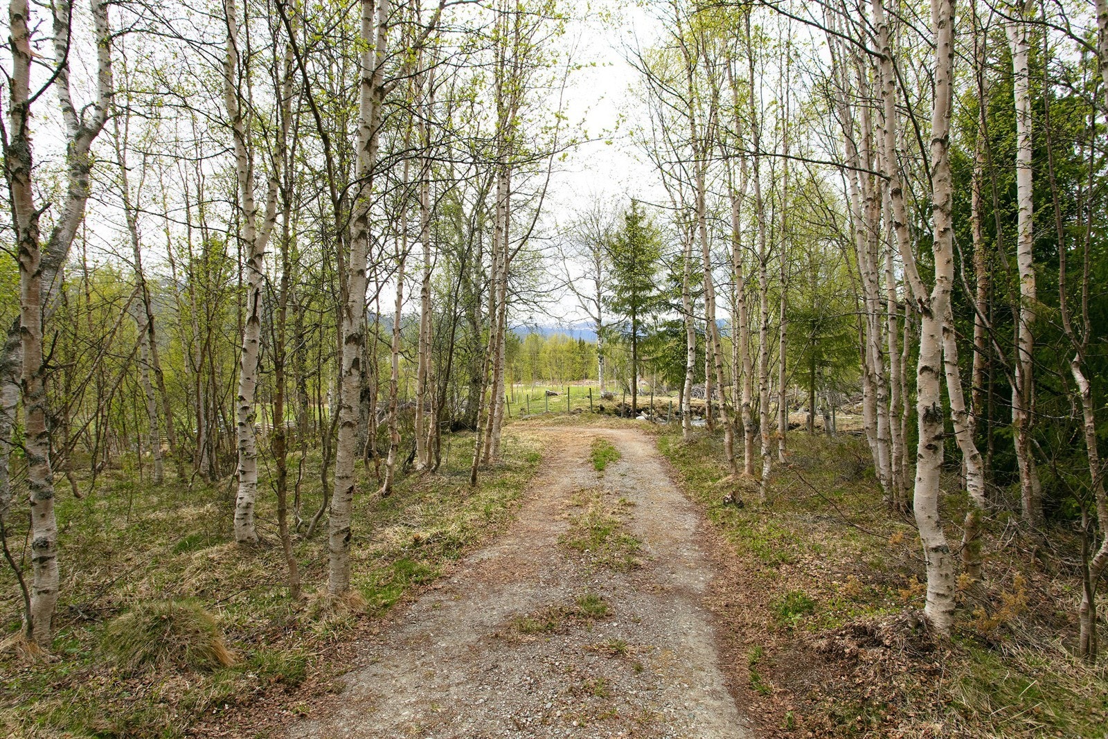Området rundt hytta byr på et variert landskap med skog og fjell. Galleribilde