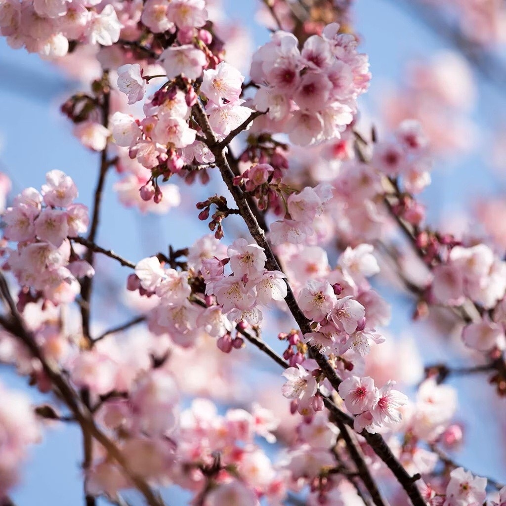 Japankirsebærtre i kvartalsparken gir en vakker blomstring. Mulighet for parsellplass i parken. Galleribilde