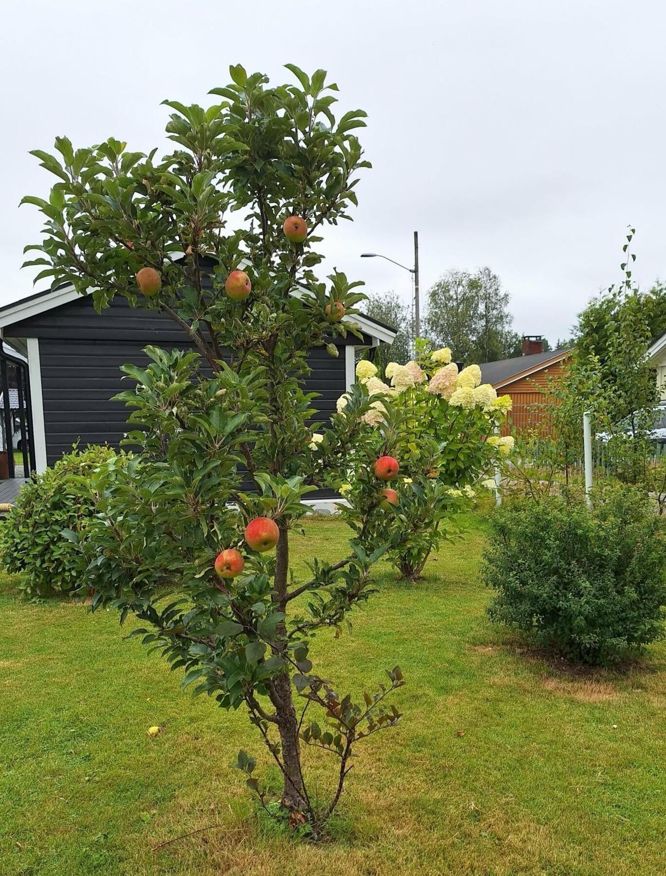 Selgers egne bilder av frukttrær i hagen. Galleribilde
