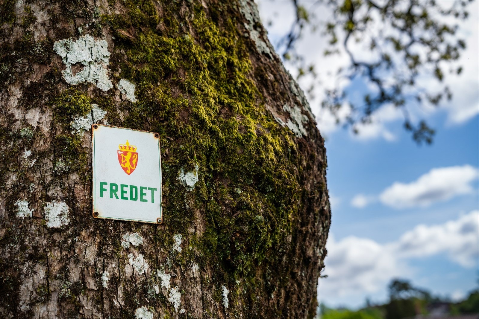 Fredet eik på eiendommen. Galleribilde