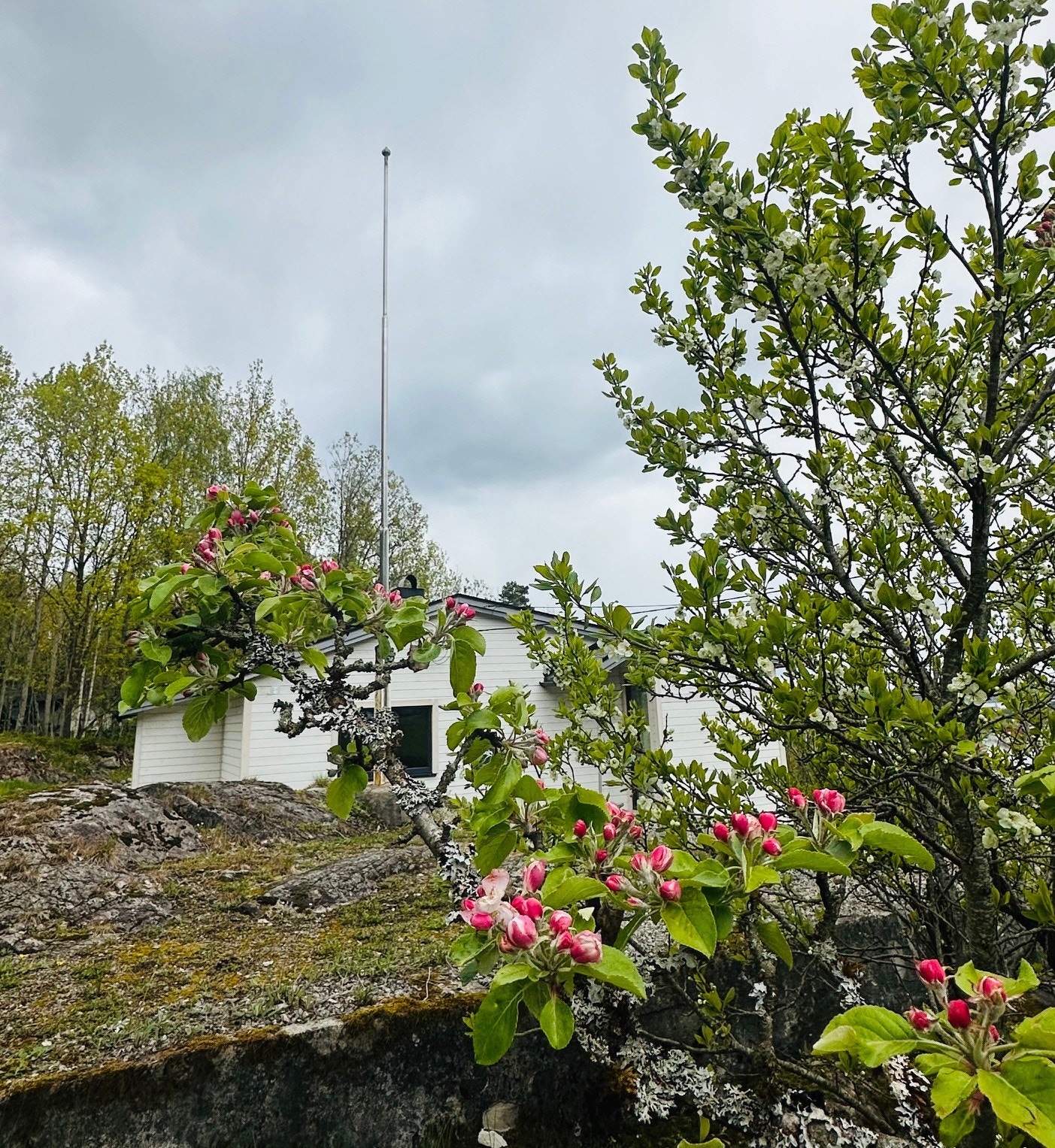 Frukttrær i full blomst Galleribilde